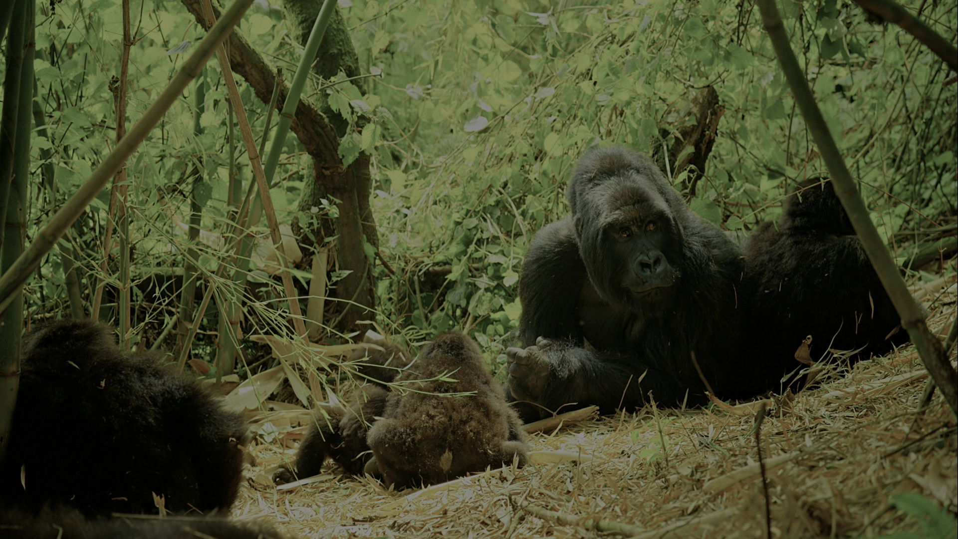 Backdrop for Wild Africa