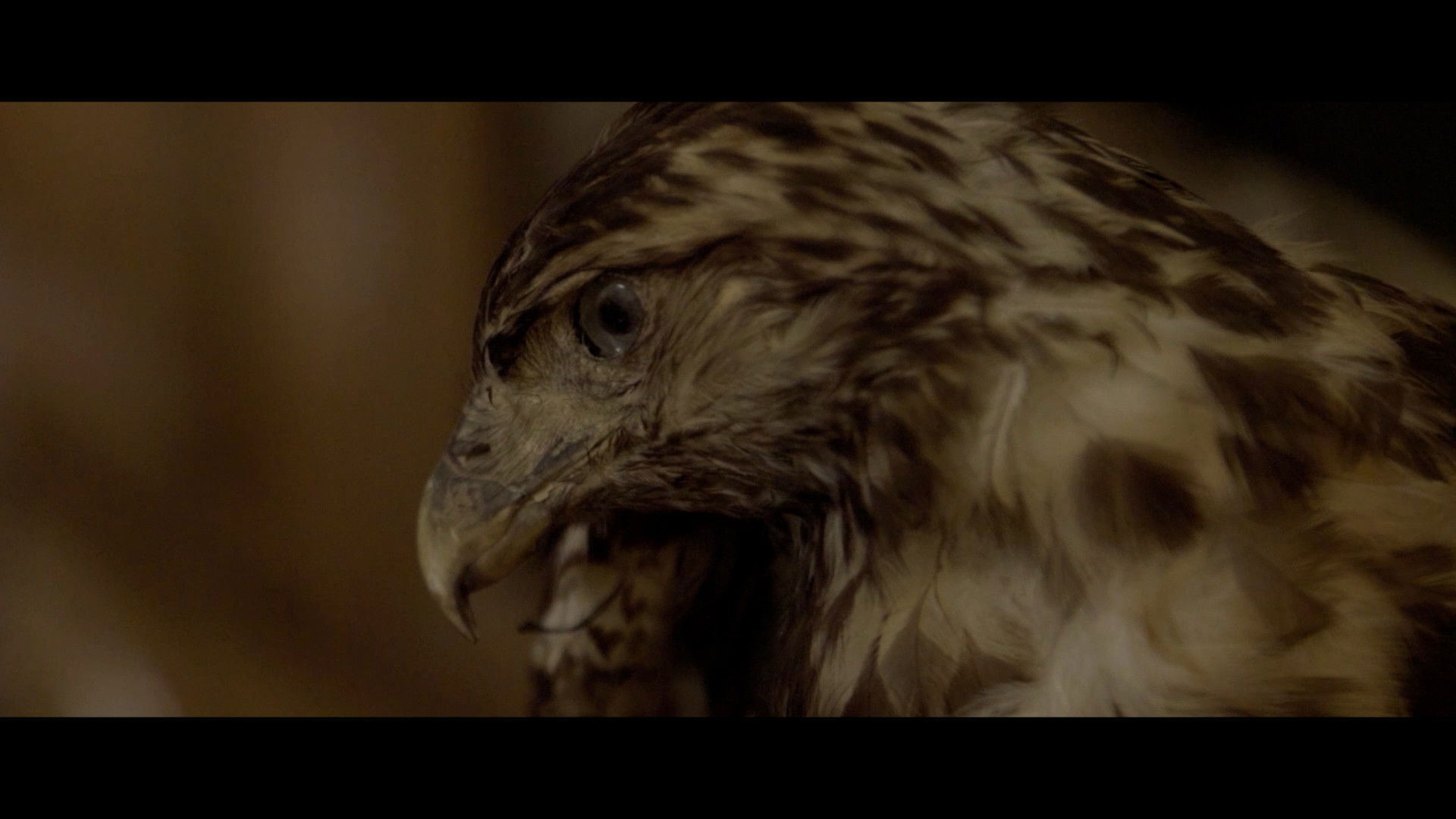 Backdrop for Asuntos internos