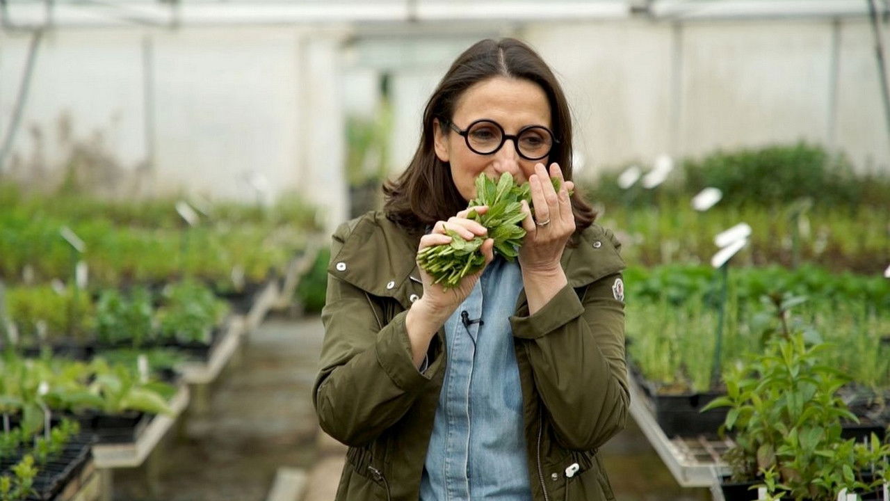 Backdrop for La vérité si je menthe