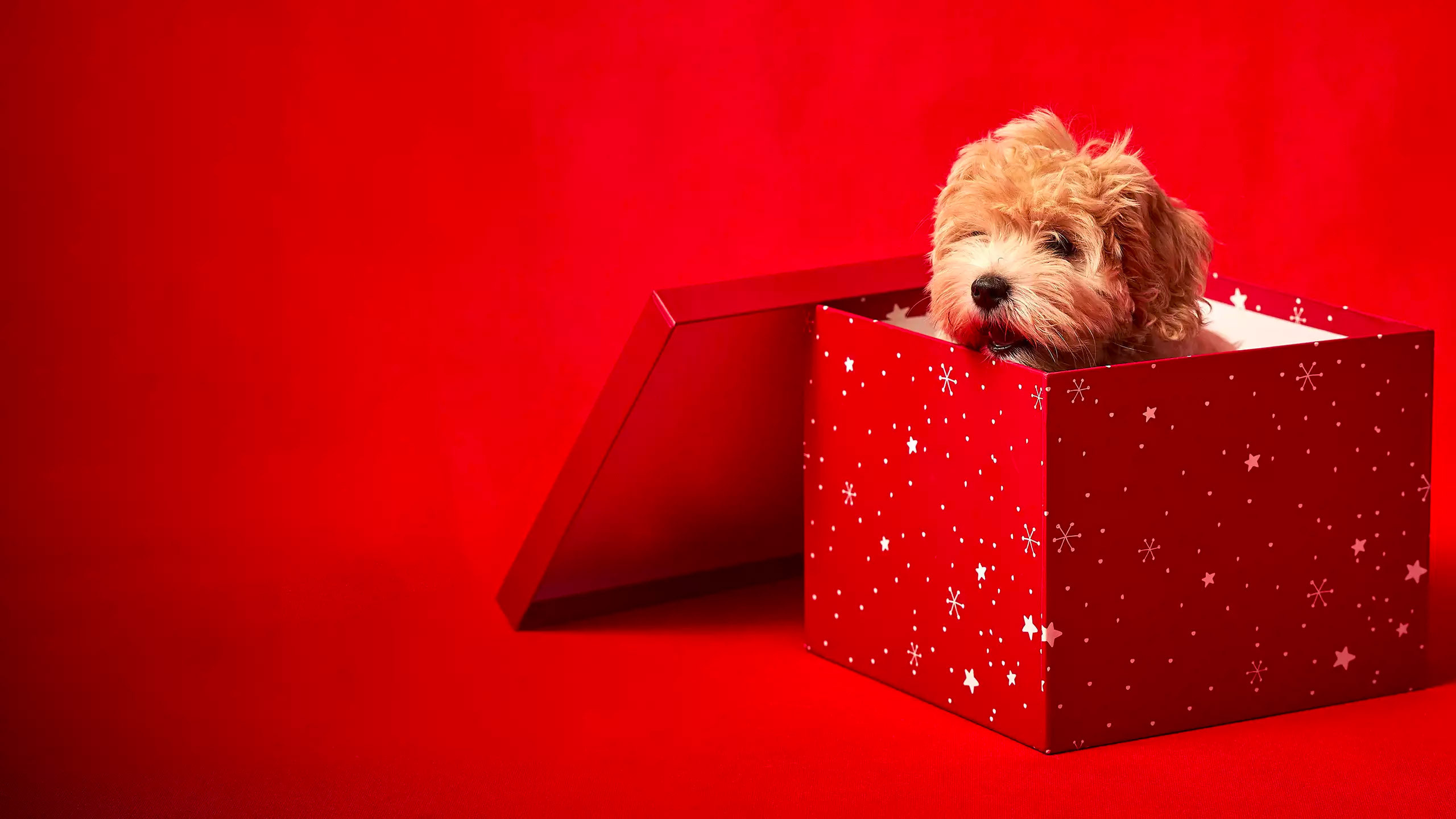 Backdrop for Bébés animaux à croquer