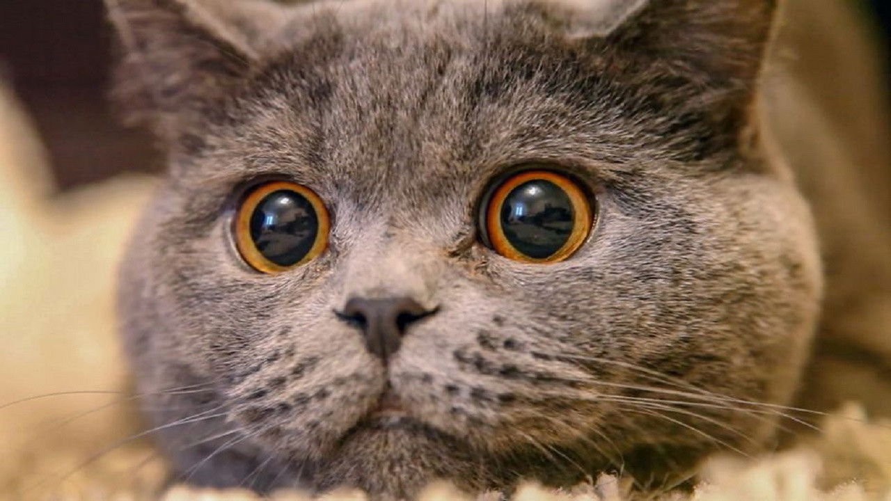 Backdrop for The Cat: A Cuddly Killer