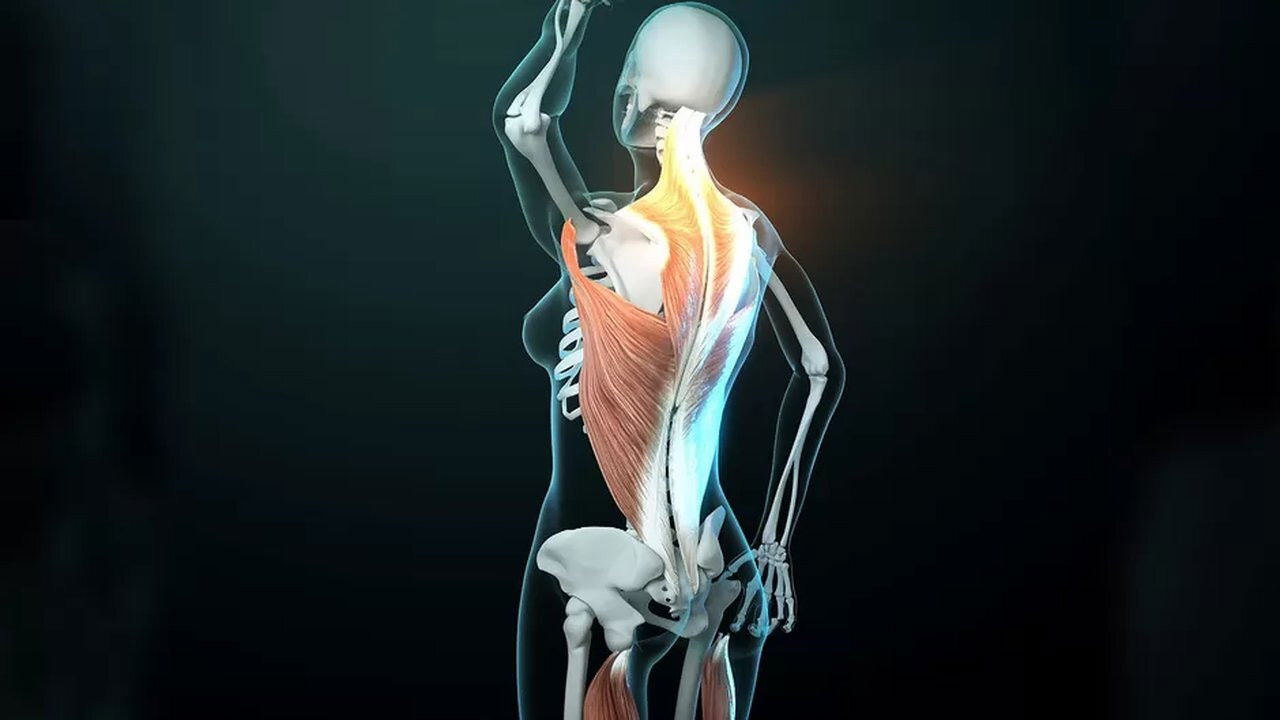 Backdrop for Fascinating Fasciae: The Hidden World Under Our Skin