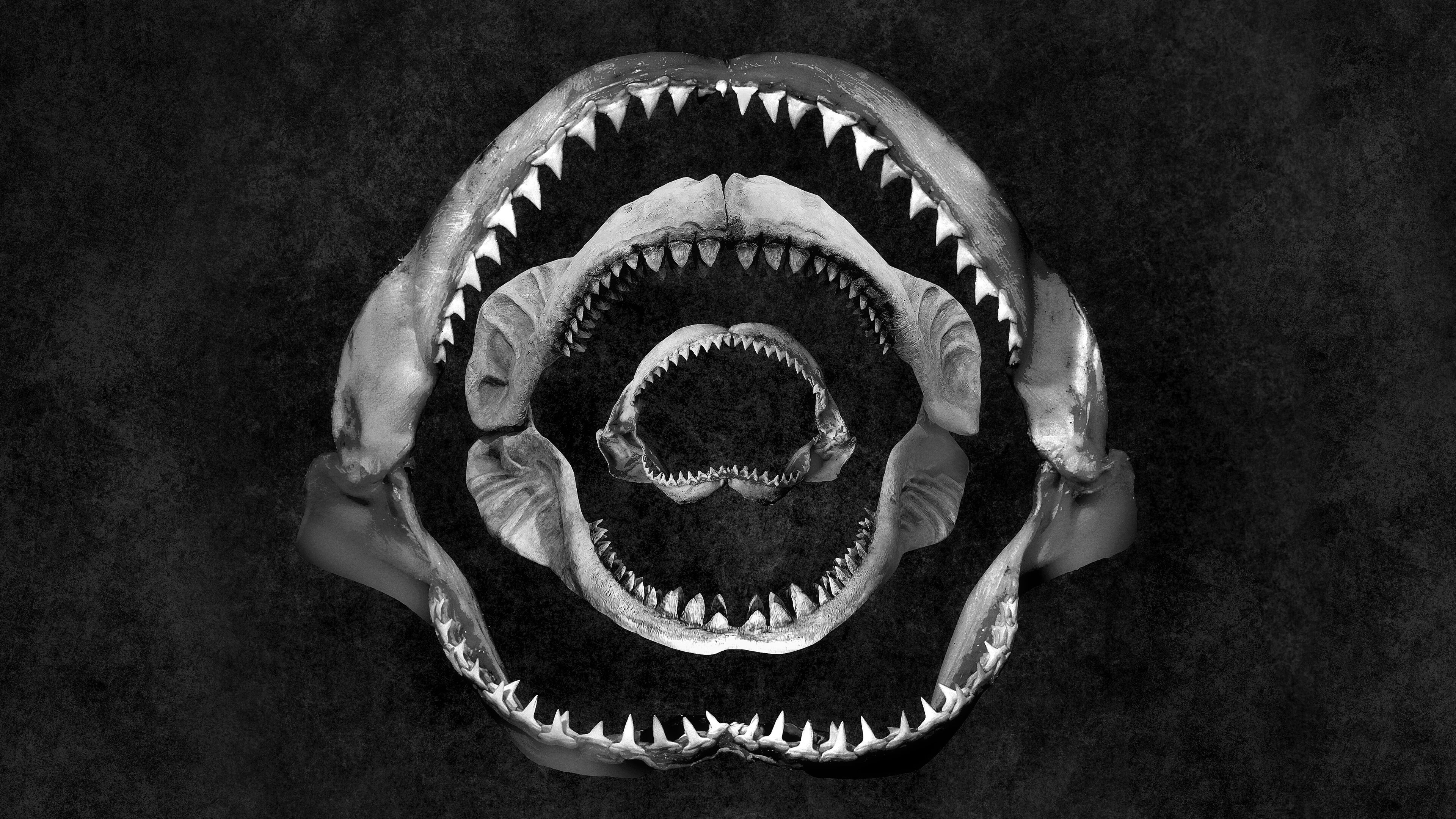 Backdrop for Shark Eat Shark