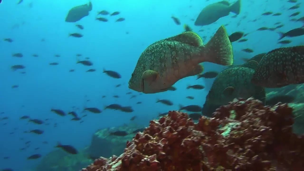 Backdrop for Ocean Predators
