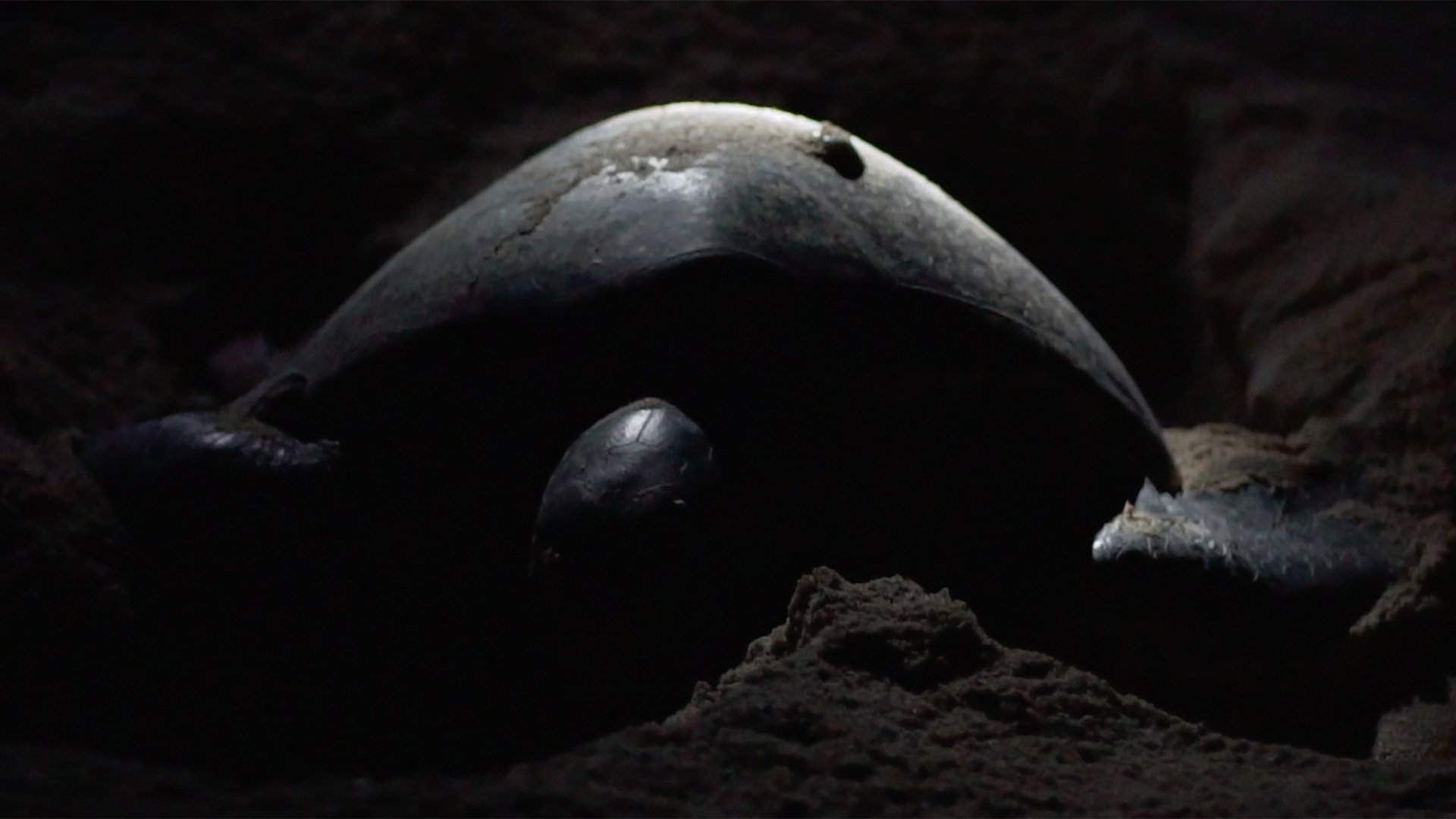 Backdrop for They Never Leave the Sea