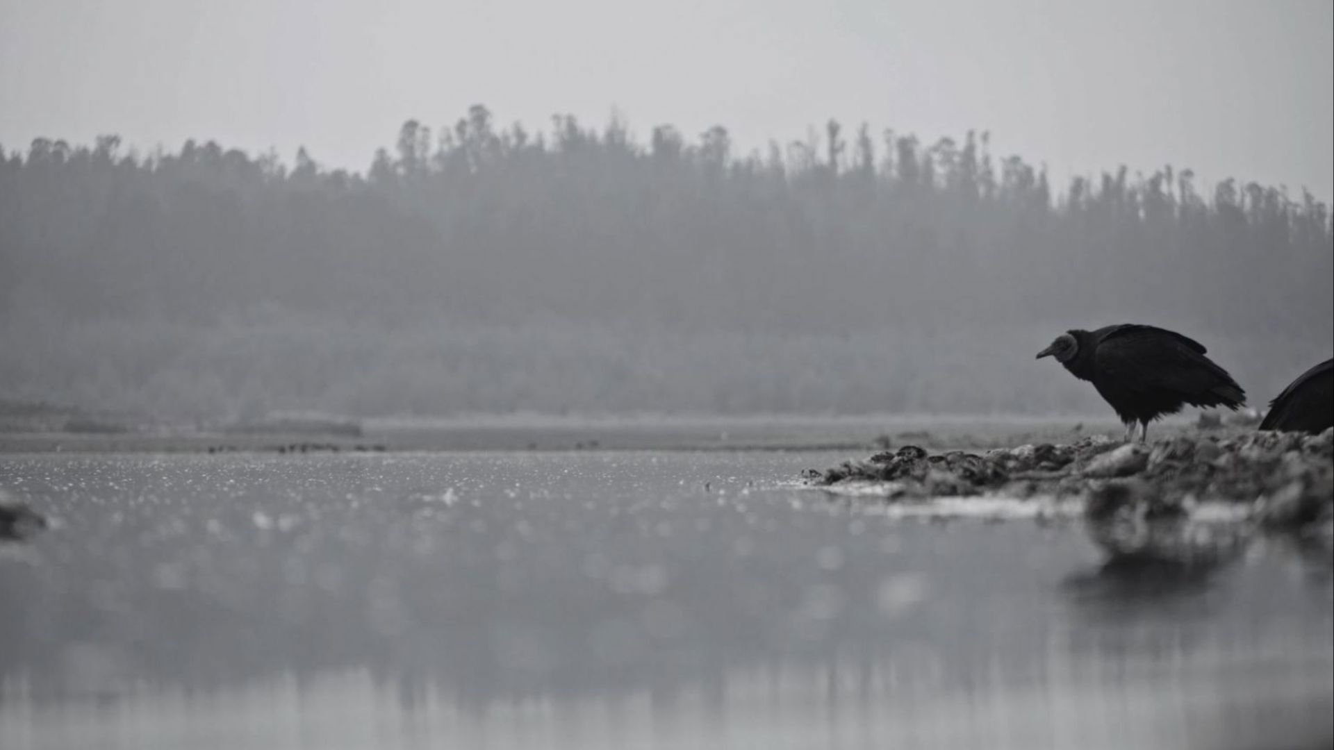 Backdrop for The Ashes
