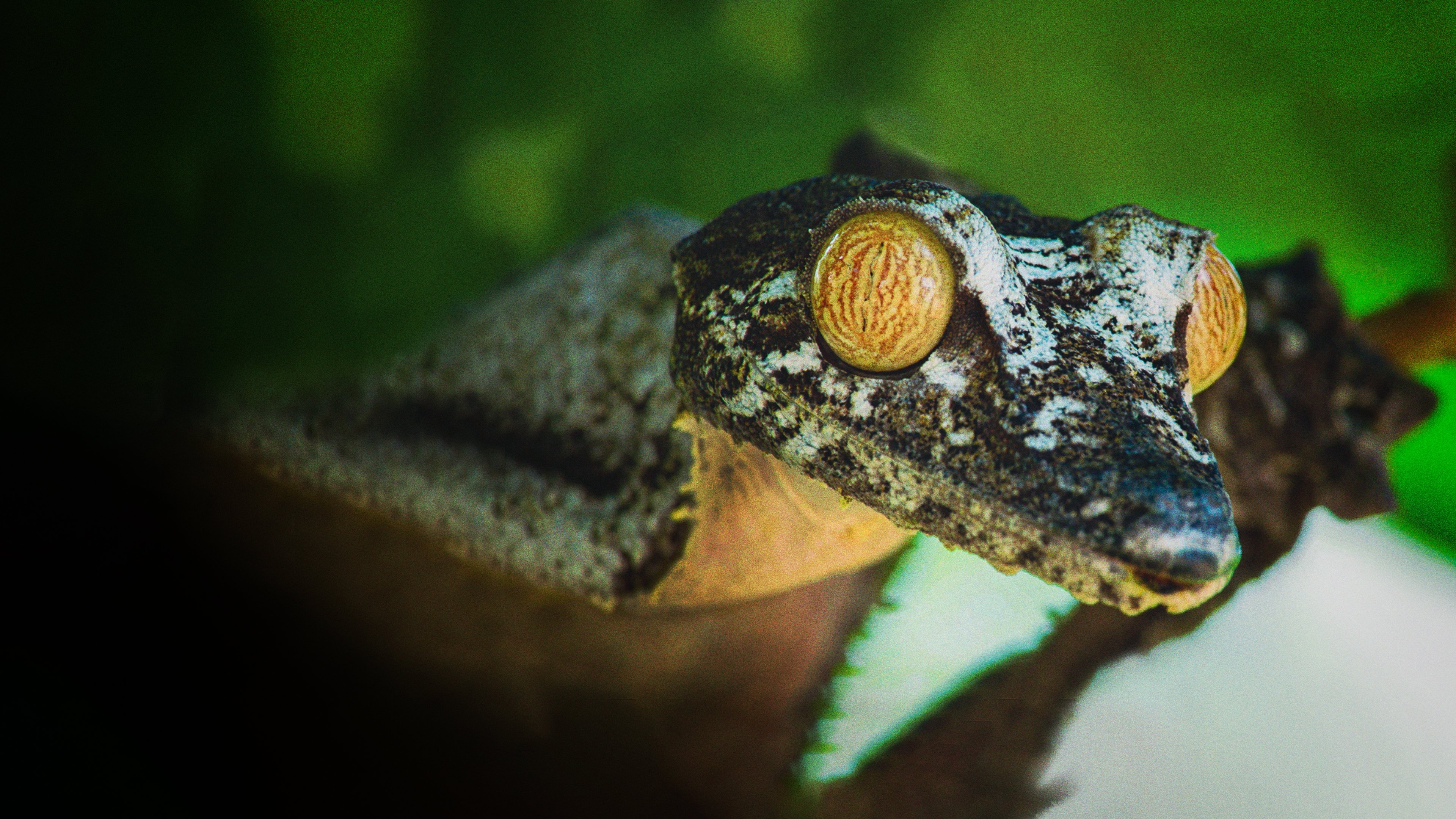 Backdrop for Madagascar's Weirdest