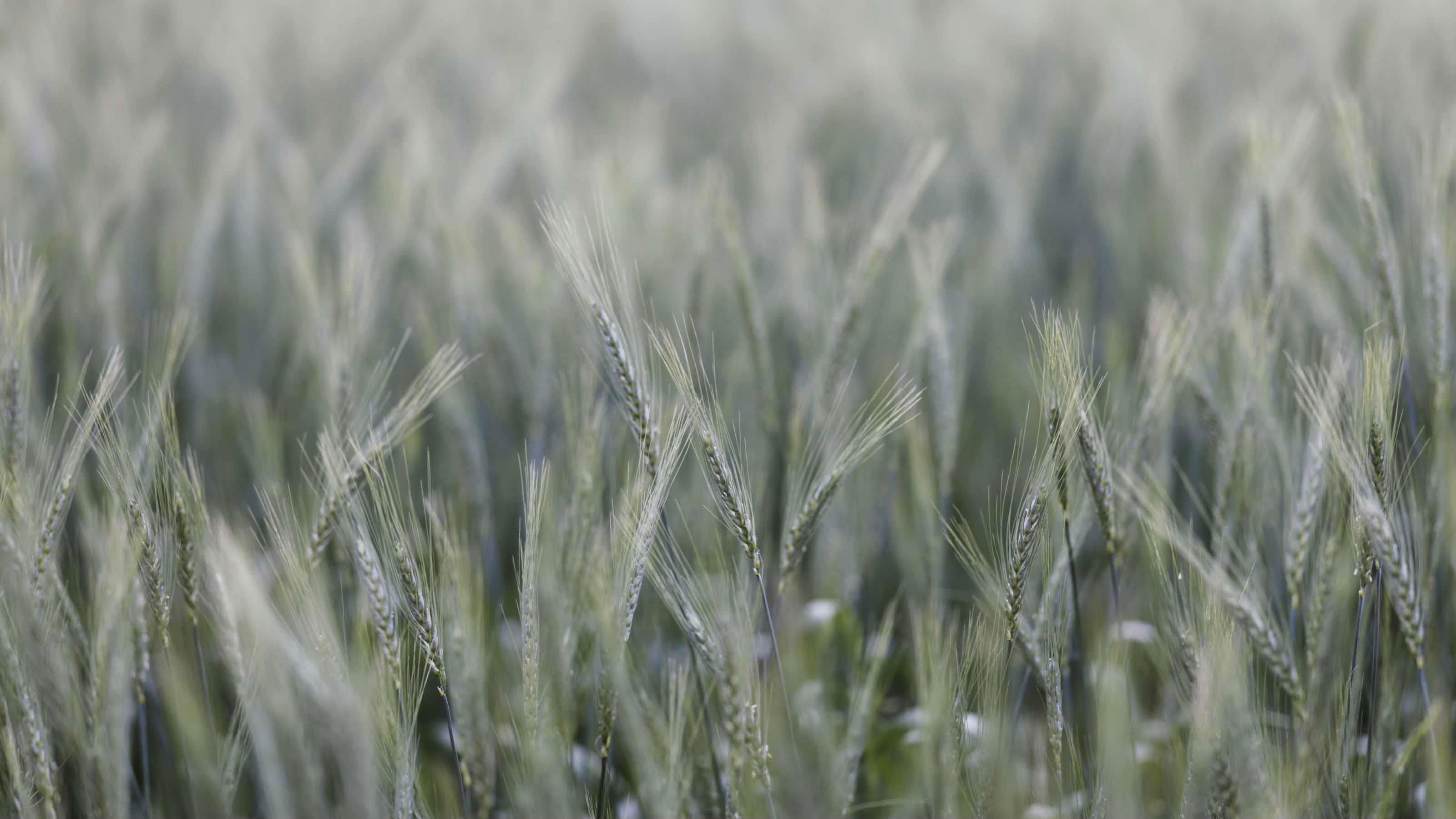 Backdrop for Pour nous chez nous