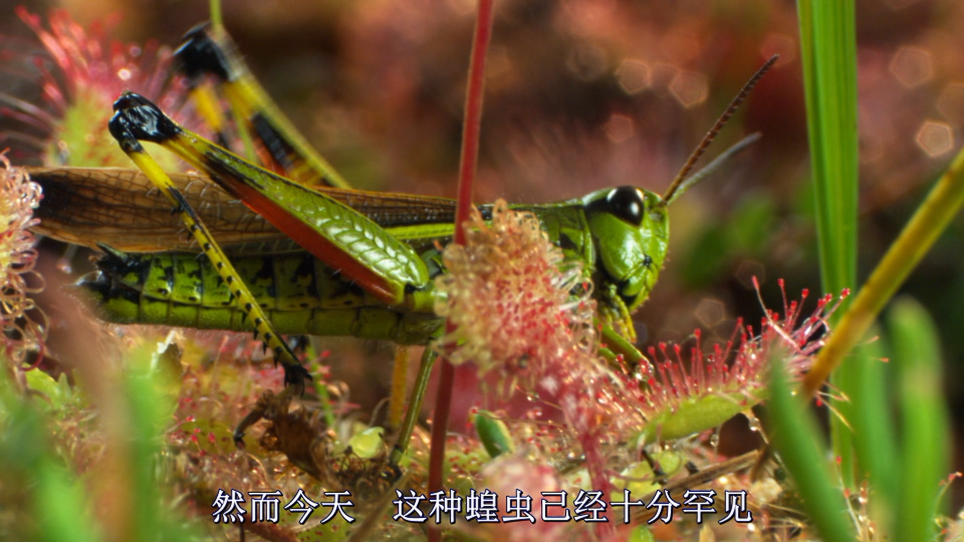 Backdrop for Magie der Moore