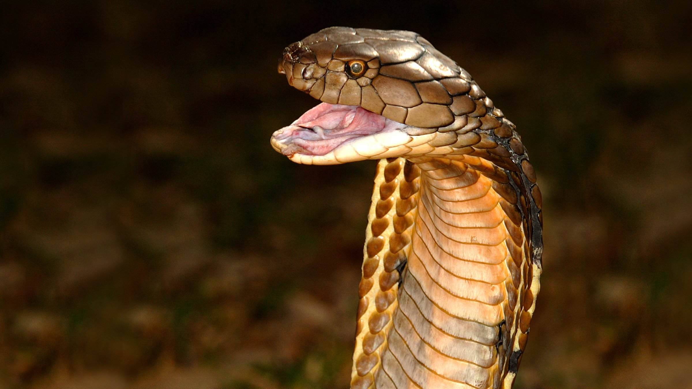 Backdrop for World's Deadliest Snakes