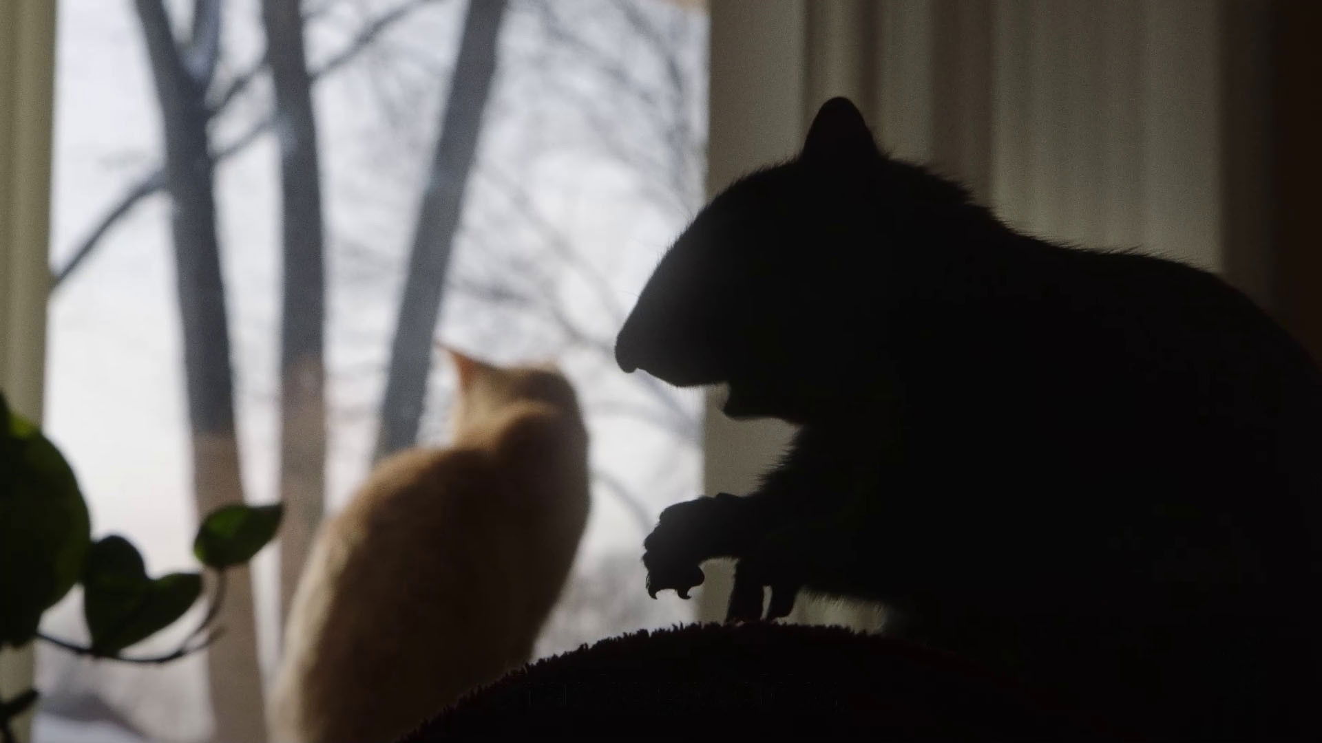 Backdrop for My Duduś