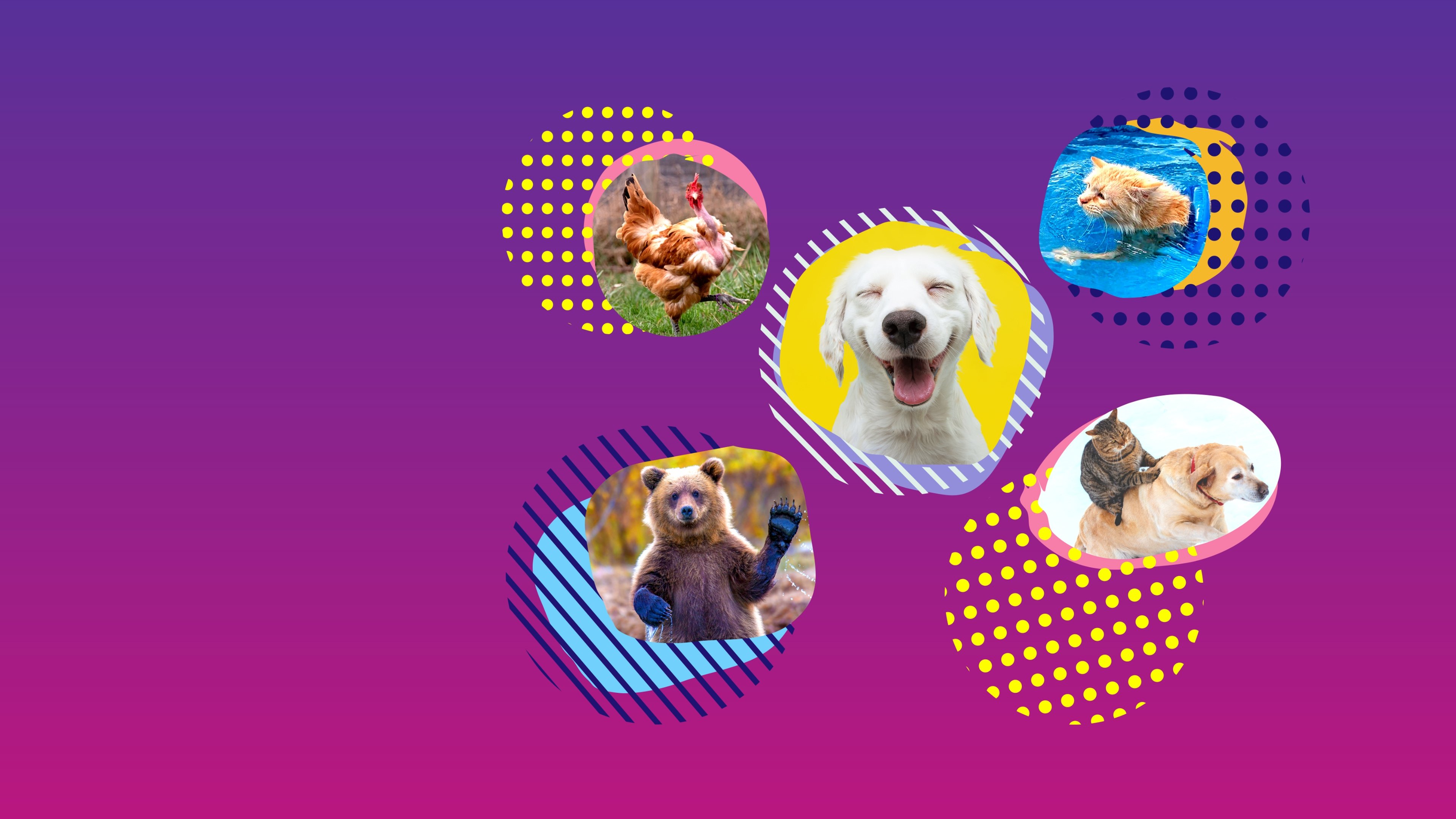 Backdrop for America's Funniest Home Videos: Animal Edition