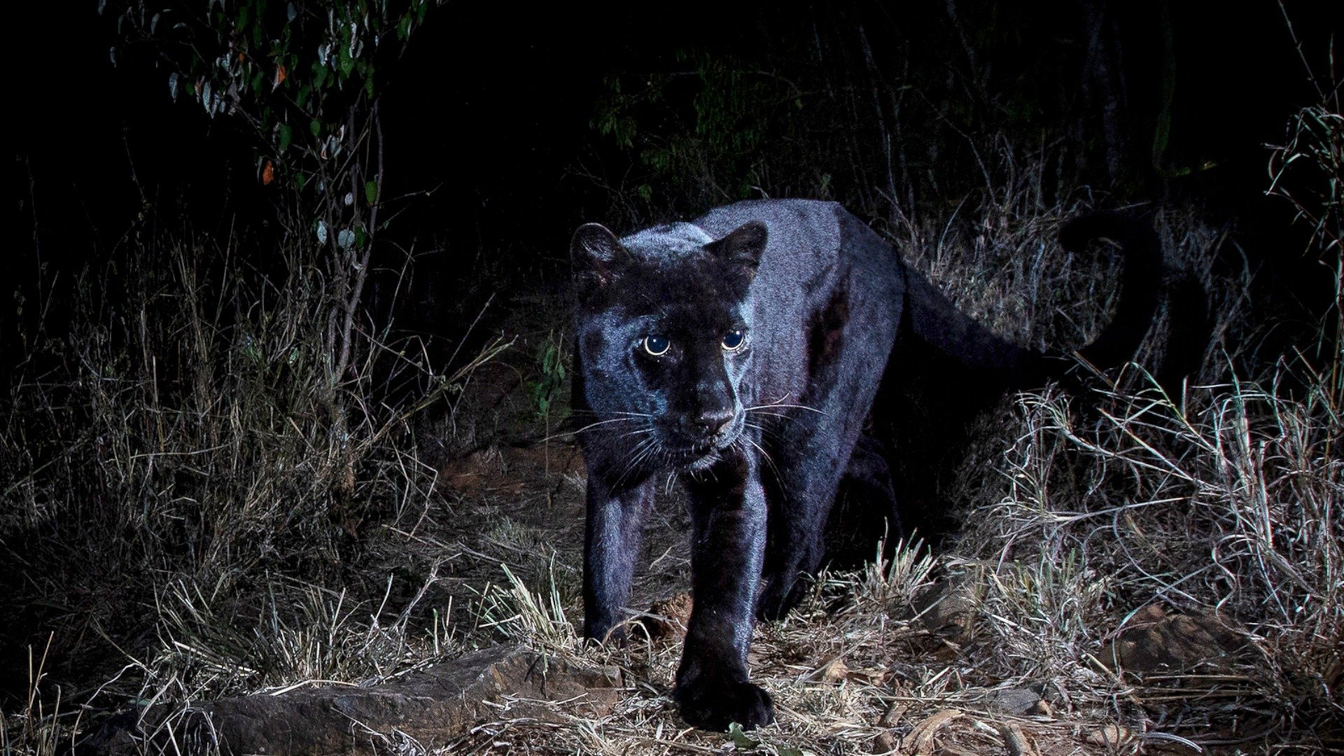 Backdrop for In Search Of A Legend: Black Leopard