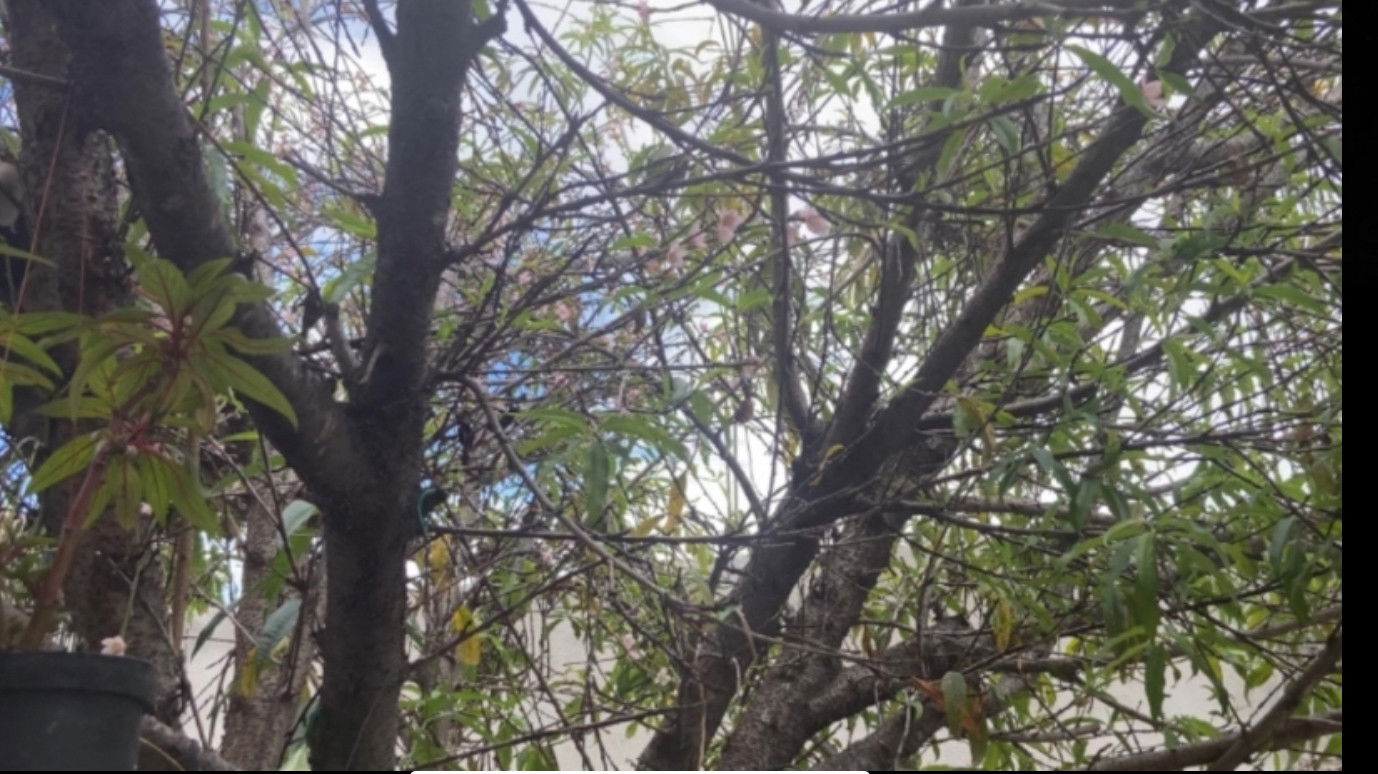 Backdrop for Plants And Nothing Else