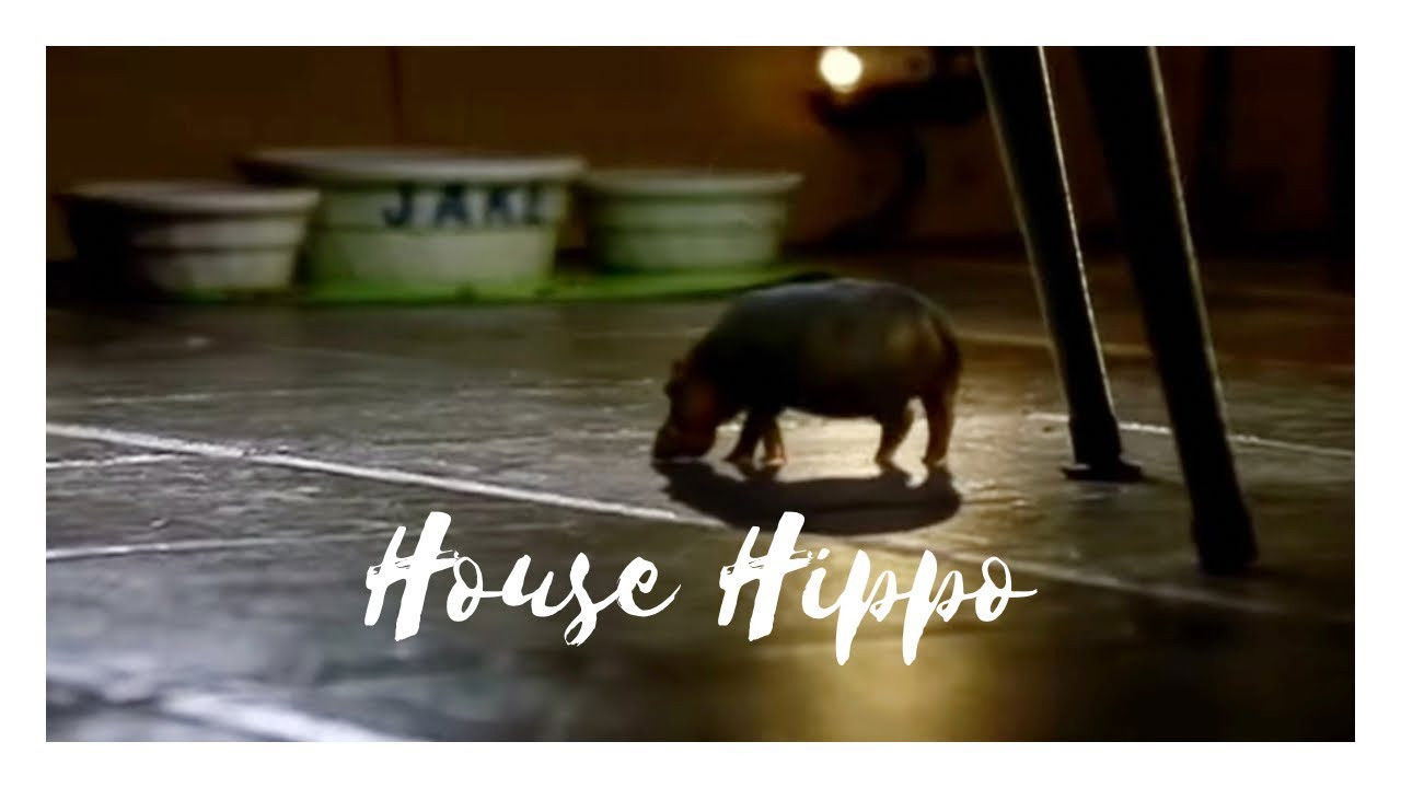 Backdrop for North American House Hippo