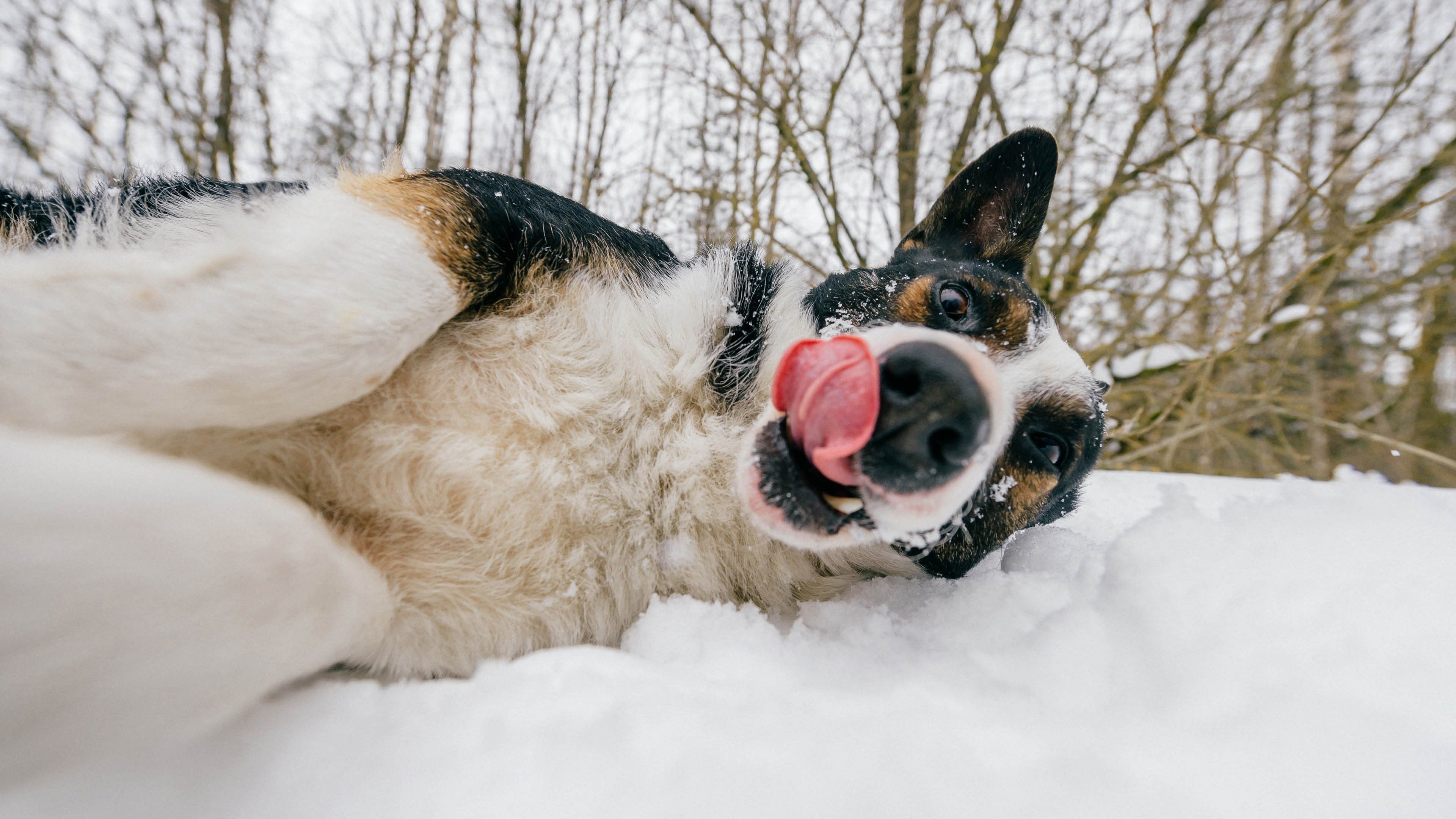 Backdrop for World's Funniest Animals