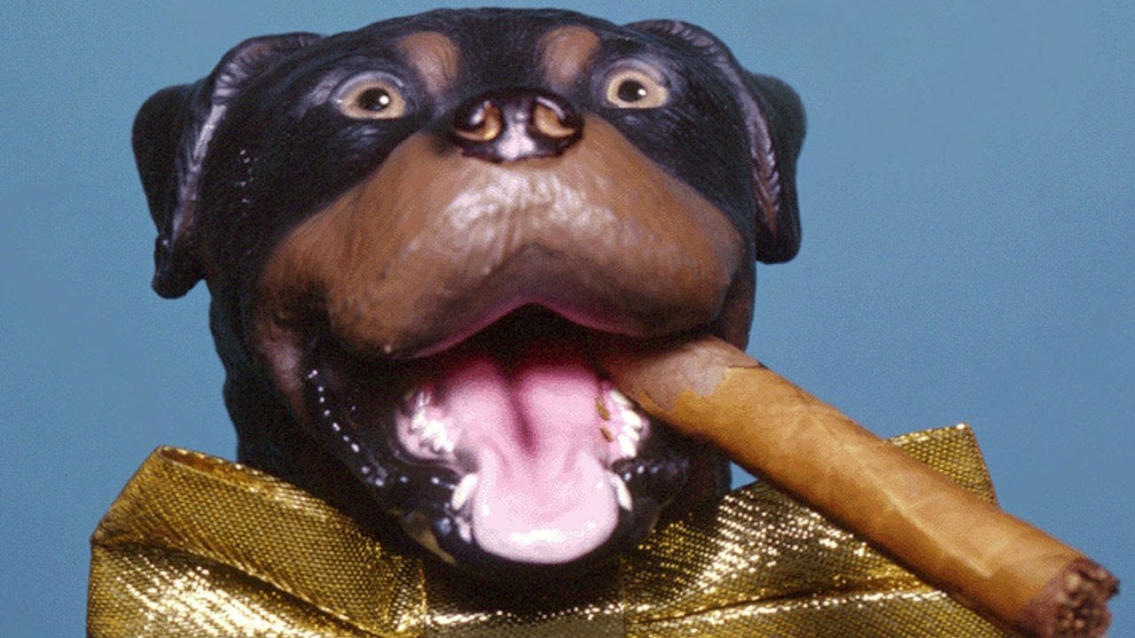 Backdrop for Late Night with Conan O'Brien: The Best of Triumph the Insult Comic Dog