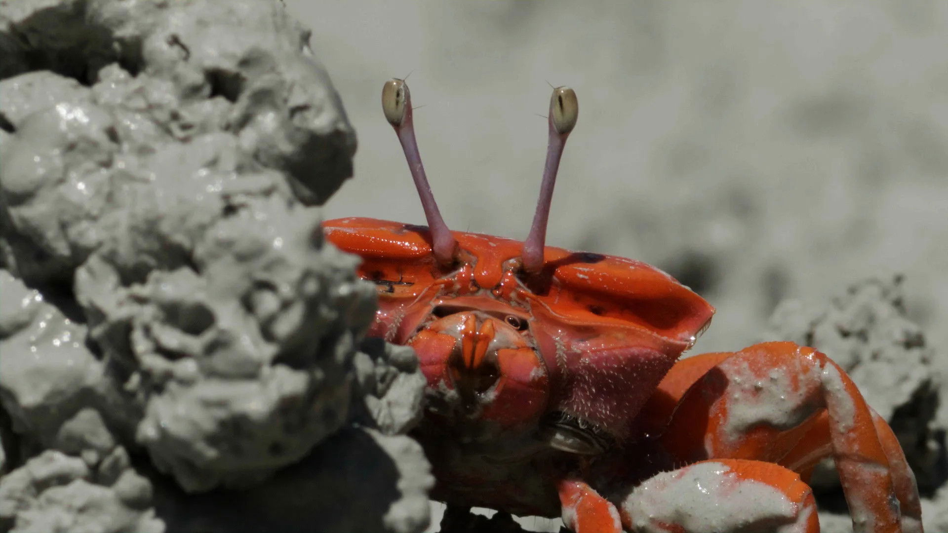 Backdrop for Le Petit Peuple des rivages