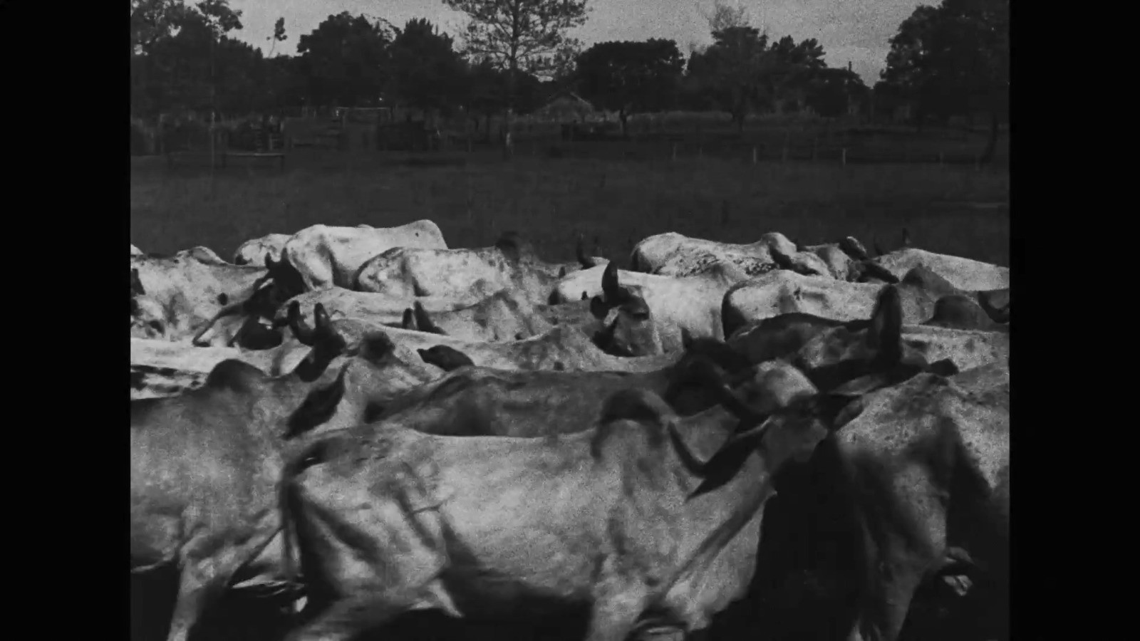 Backdrop for Os Ruminantes