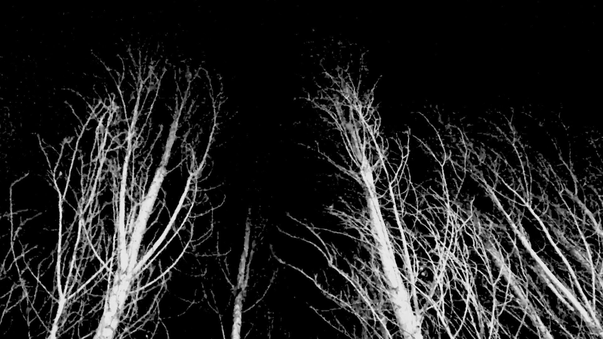 Backdrop for That Which Will Rise from Wind