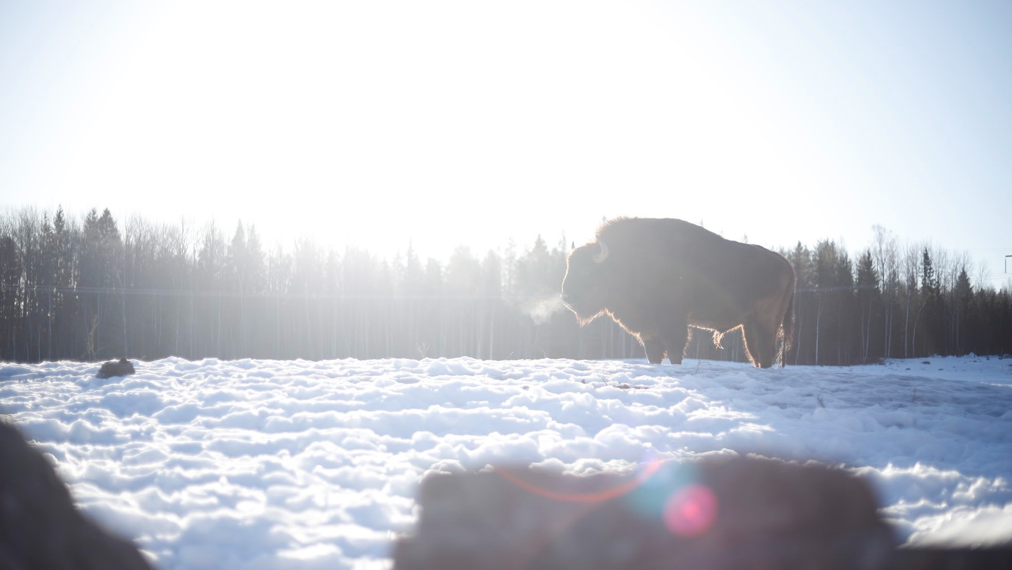 Backdrop for Europe's Forgotten Giants