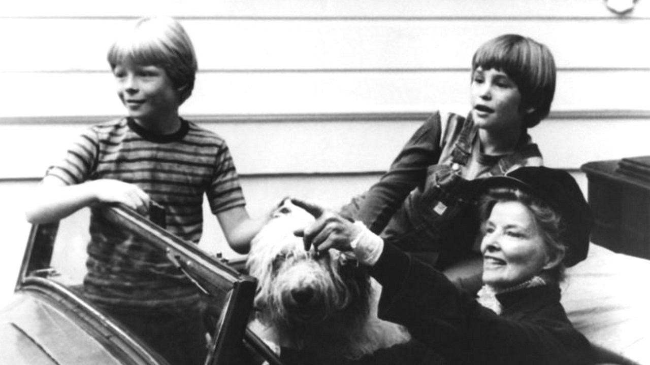 Backdrop for Olly Olly Oxen Free