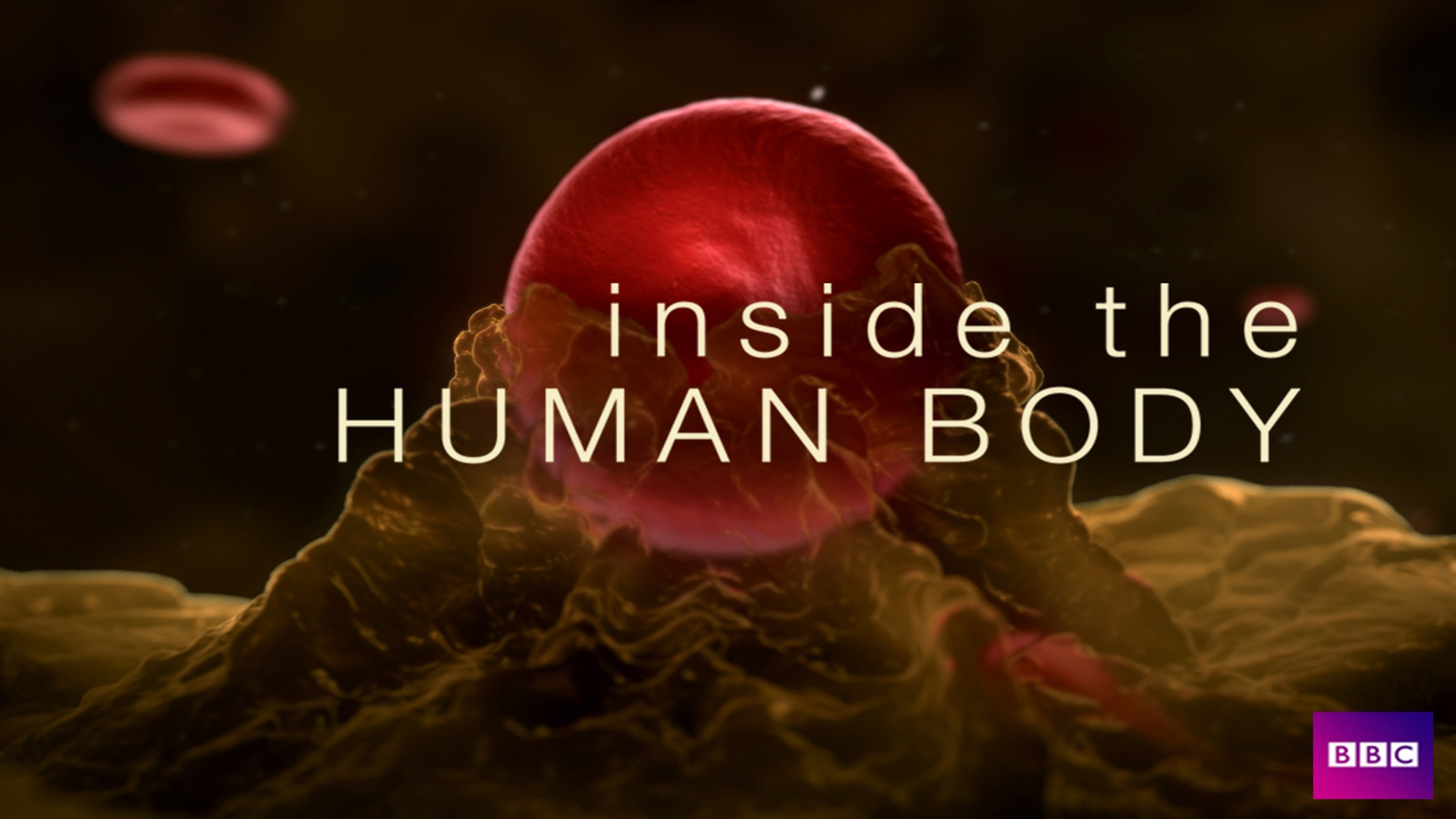 Backdrop for Inside the Human Body