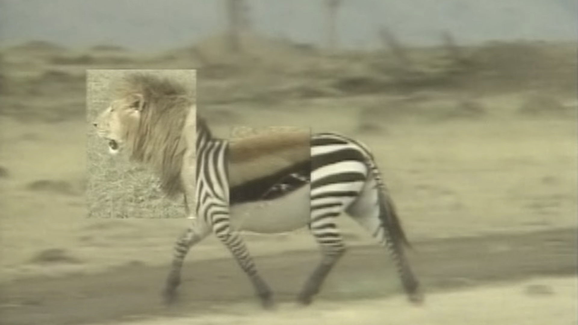 Backdrop for African Animal Puzzle