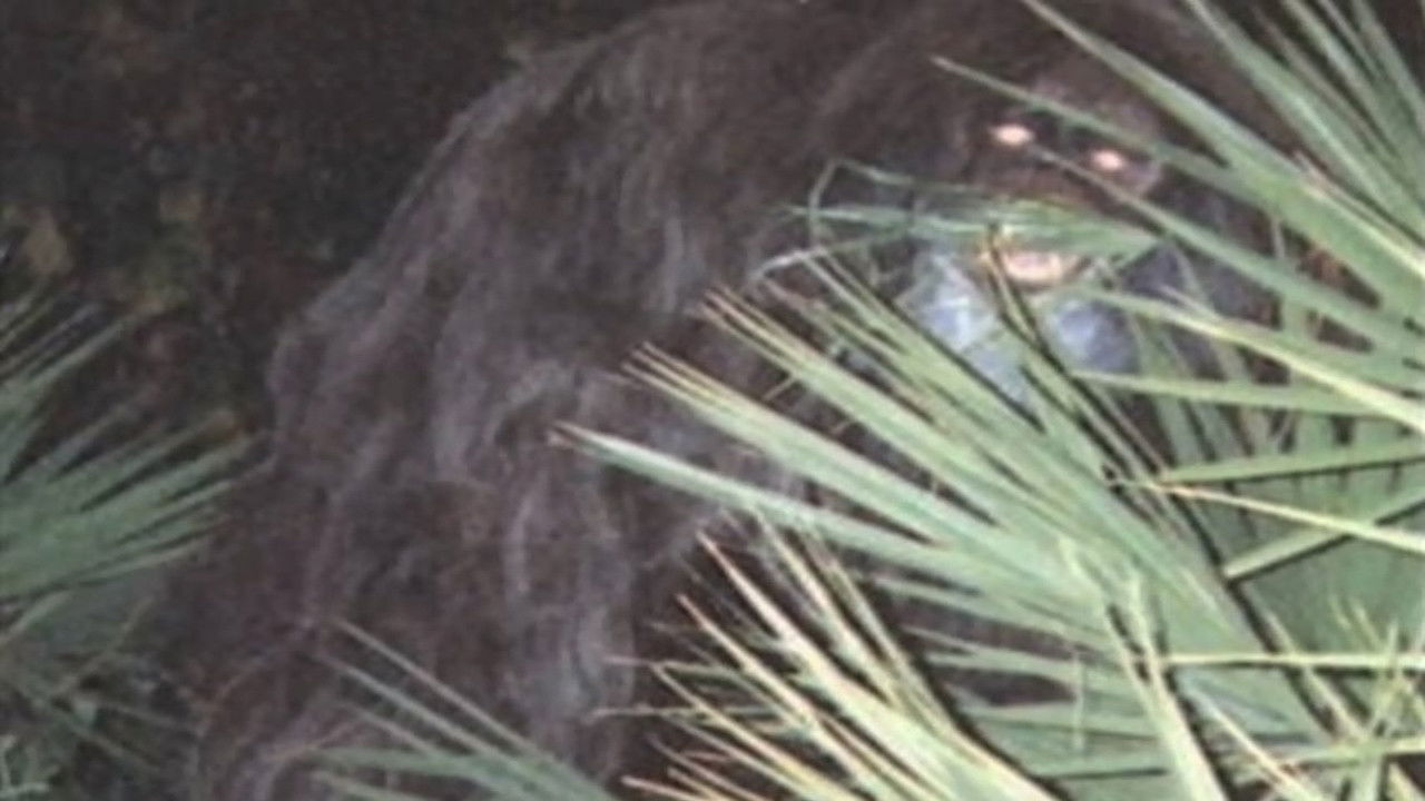 Backdrop for Southern Fried Bigfoot