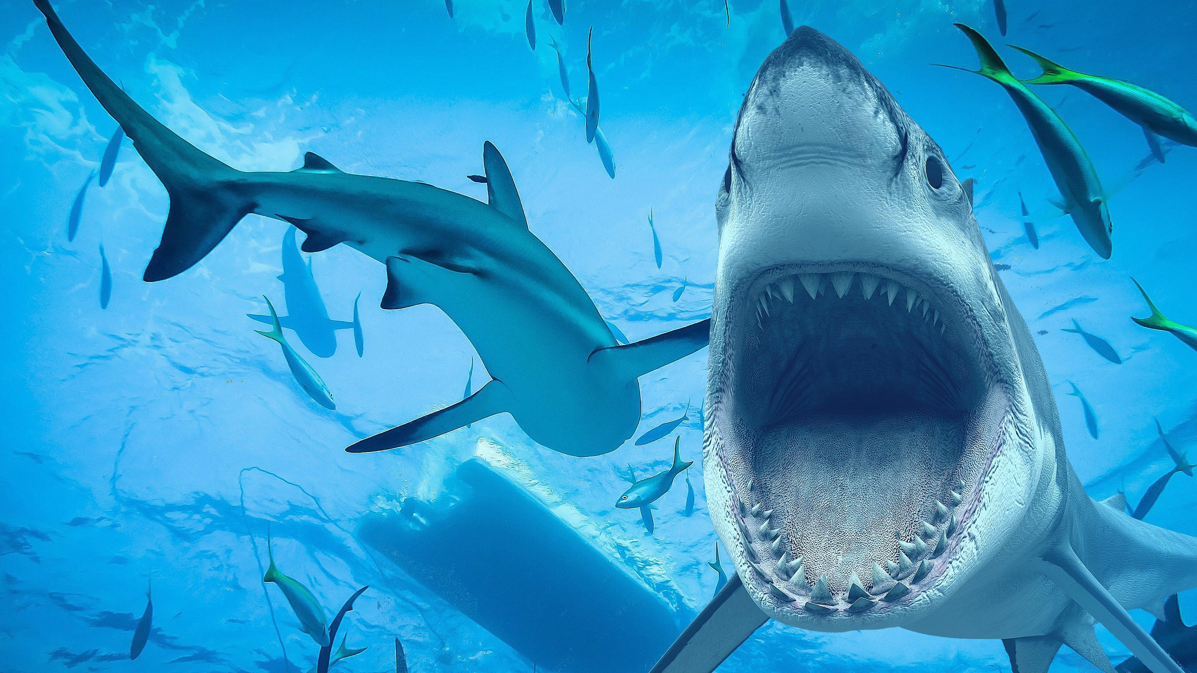 Backdrop for Sharks: Monster of the Media