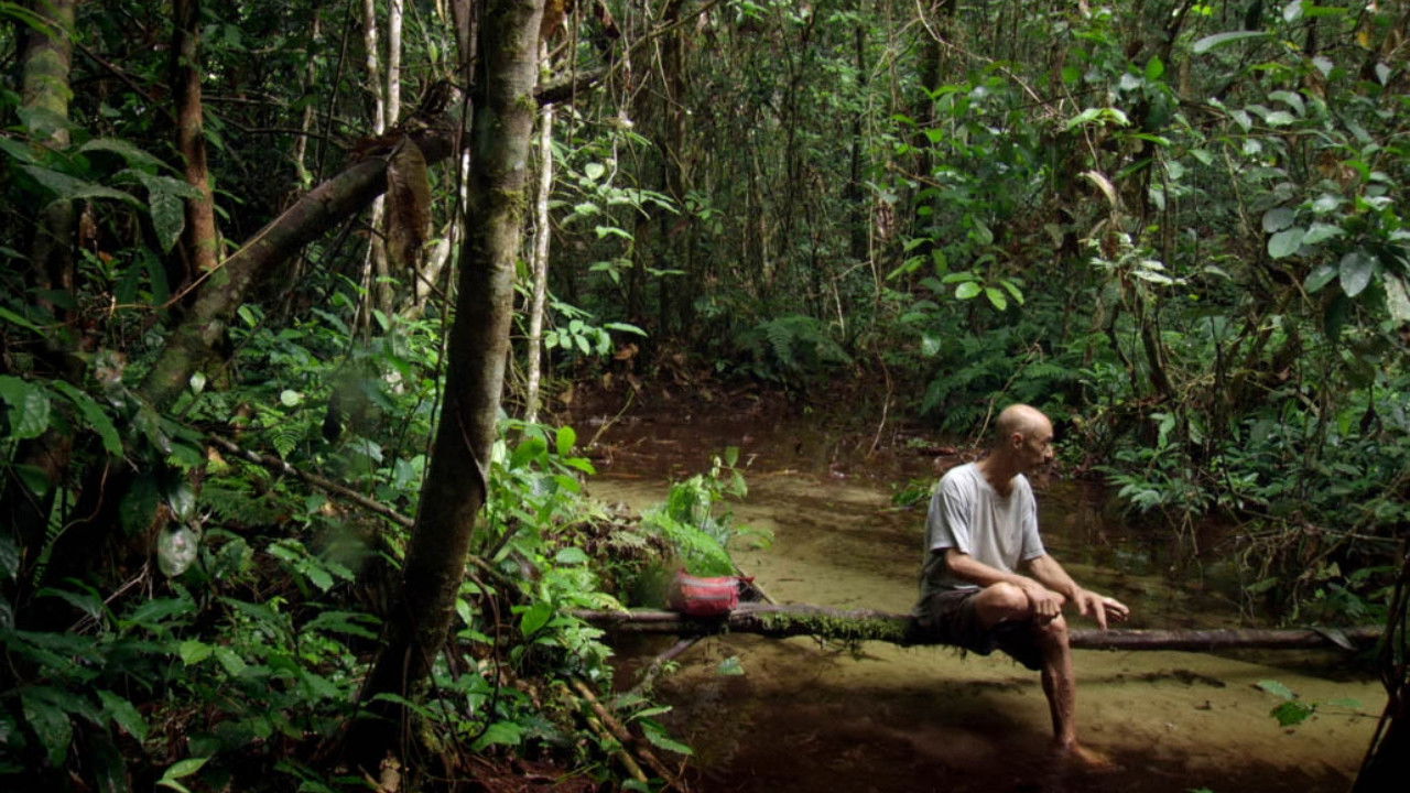 Backdrop for Song from the Forest