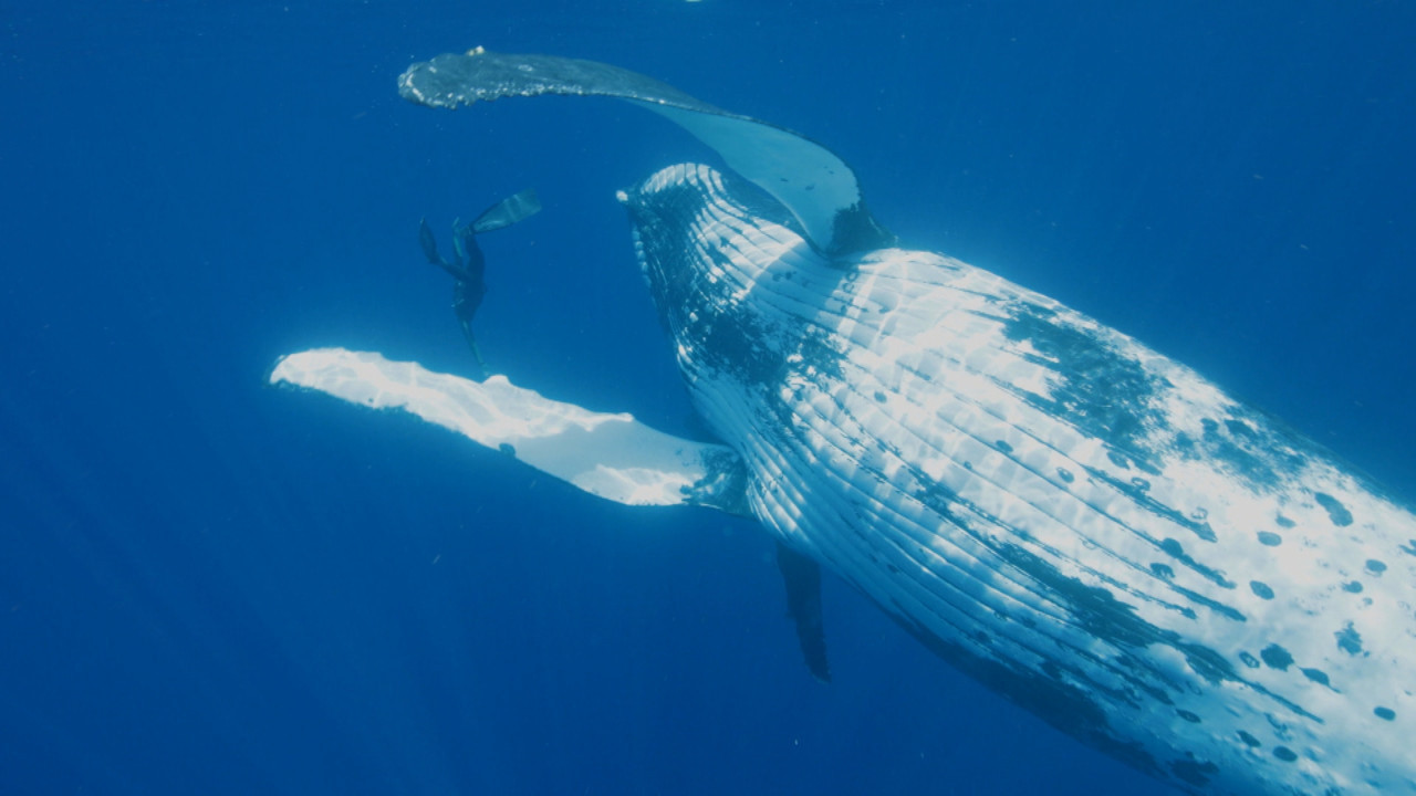 Backdrop for Guillaume Néry, le souffle de l'océan