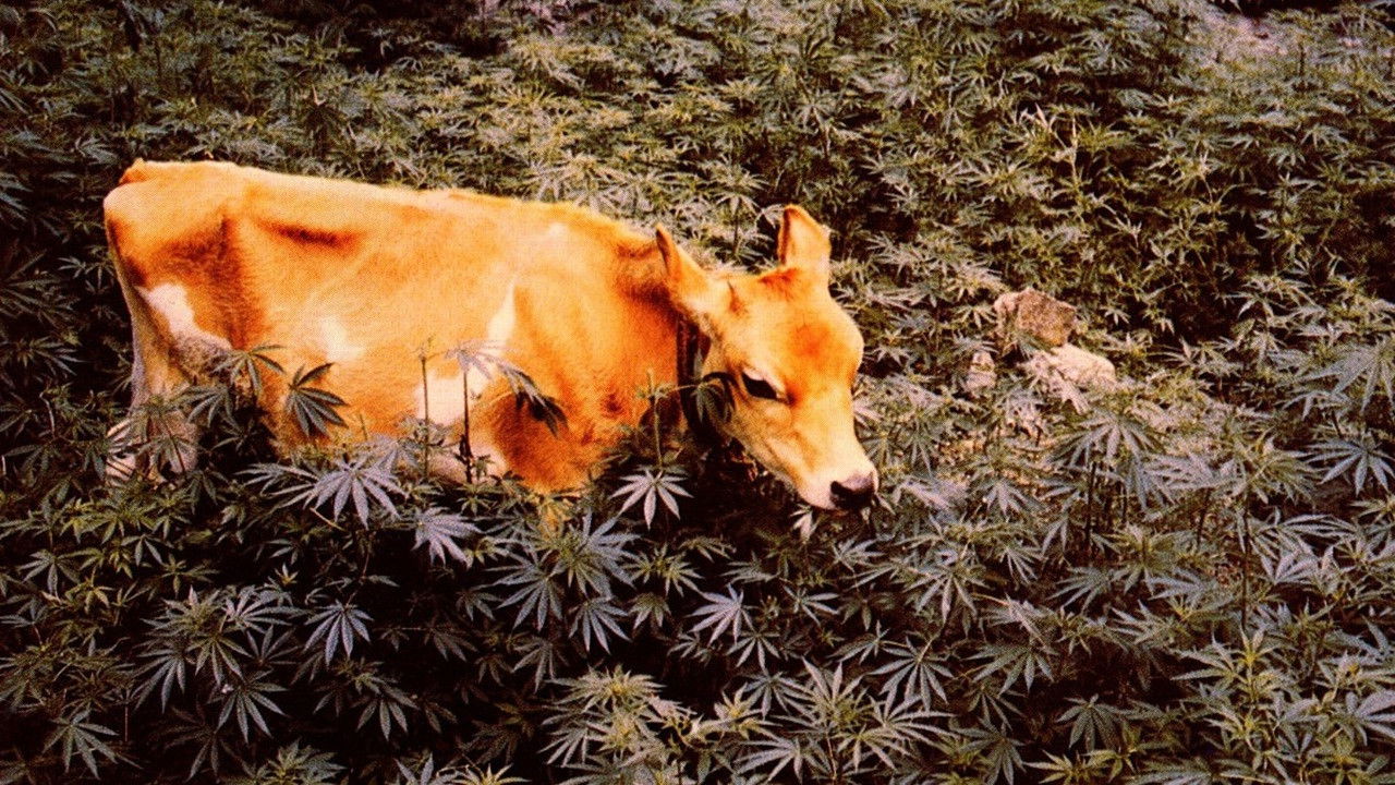 Backdrop for Forbidden Grass