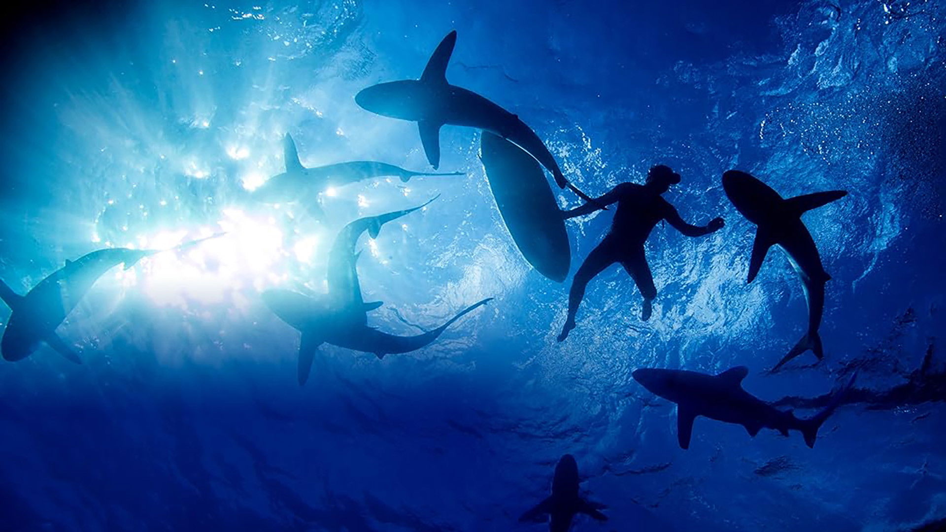 Backdrop for Sharkwrecked: Crash Landing