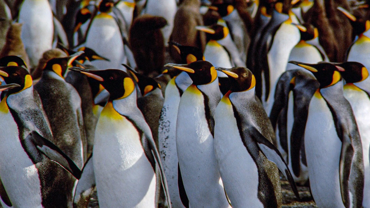 Backdrop for The Congress of Penguins