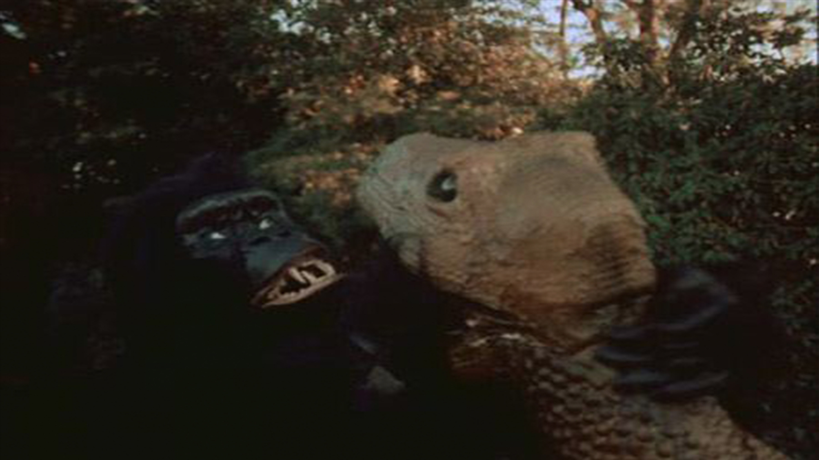 Backdrop for The Mighty Gorga