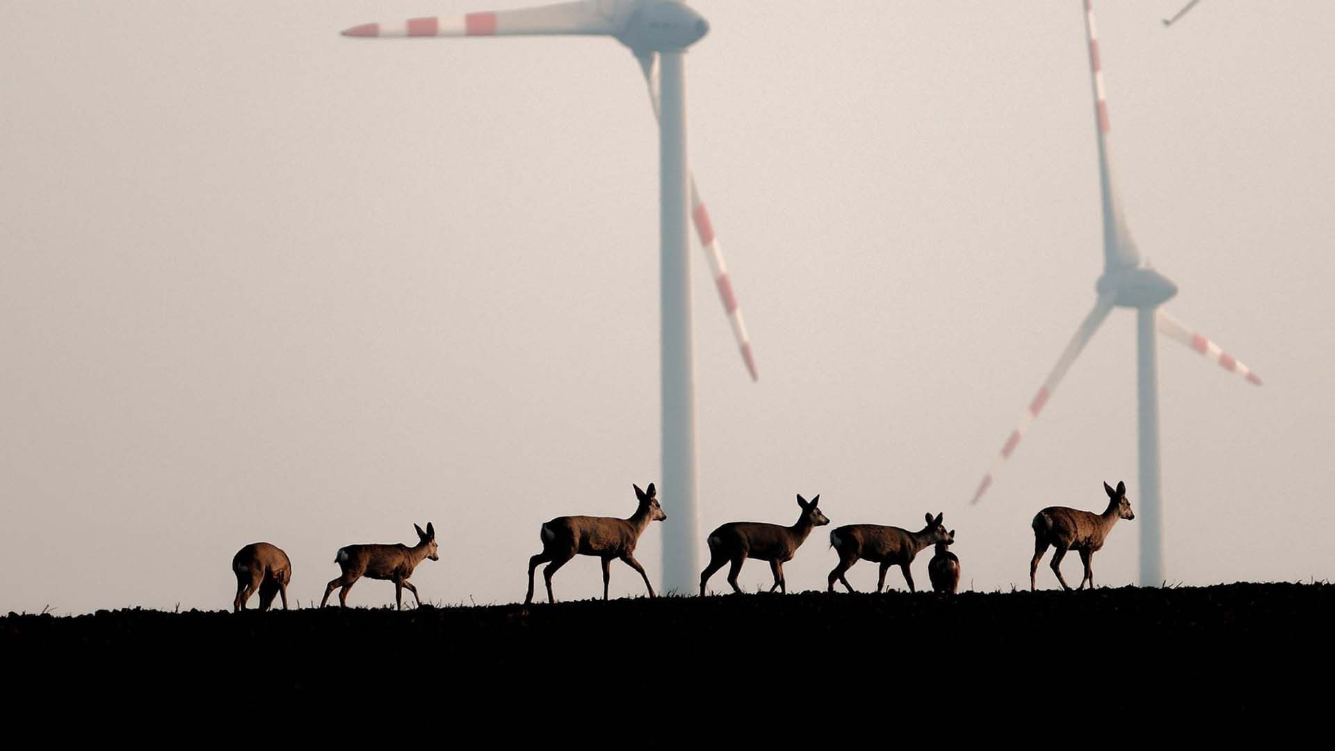 Backdrop for Wildnis 2.0 - Die Tierwelt auf Umwegen