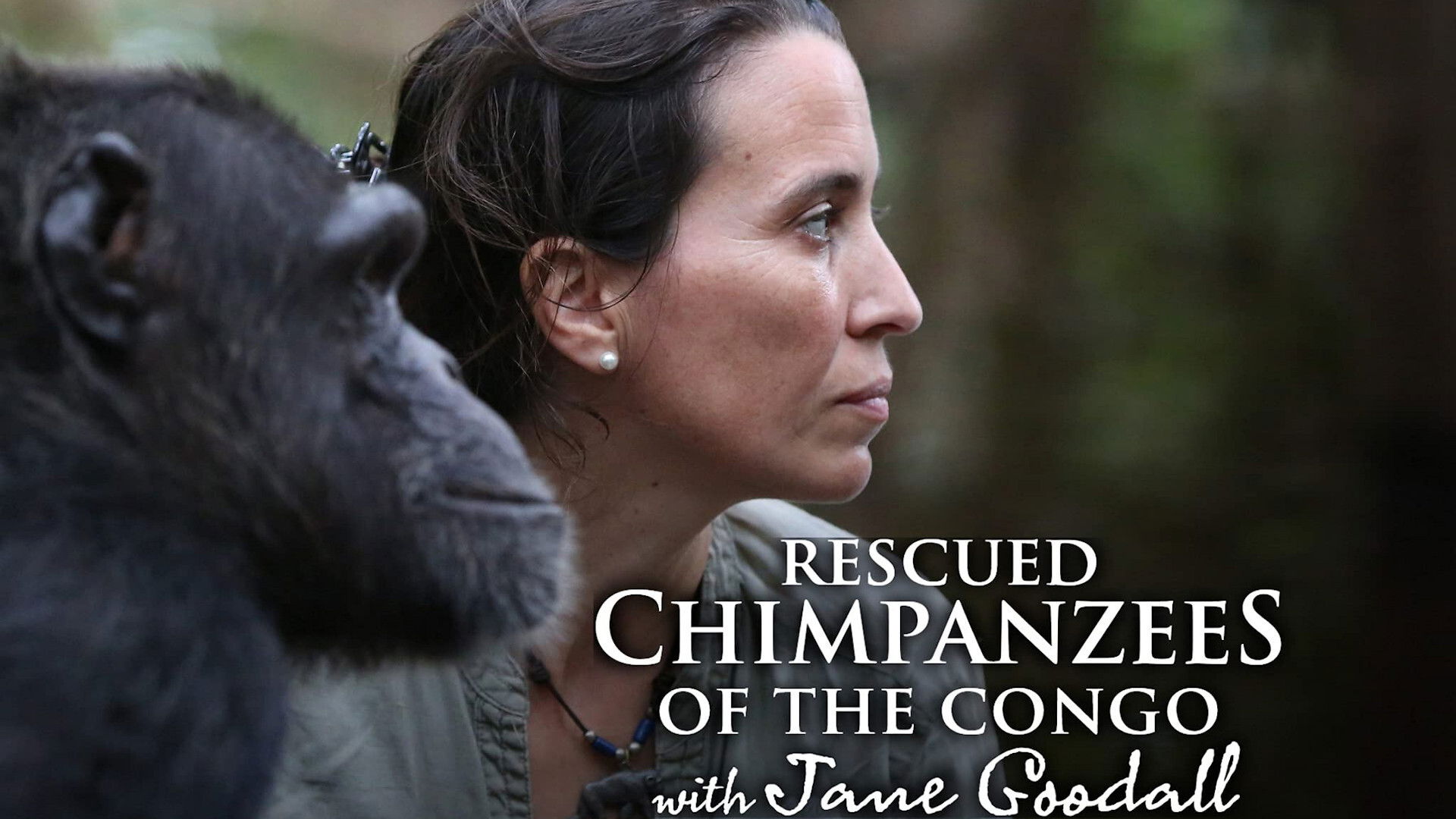 Backdrop for Rescued Chimpanzees of the Congo with Jane Goodall