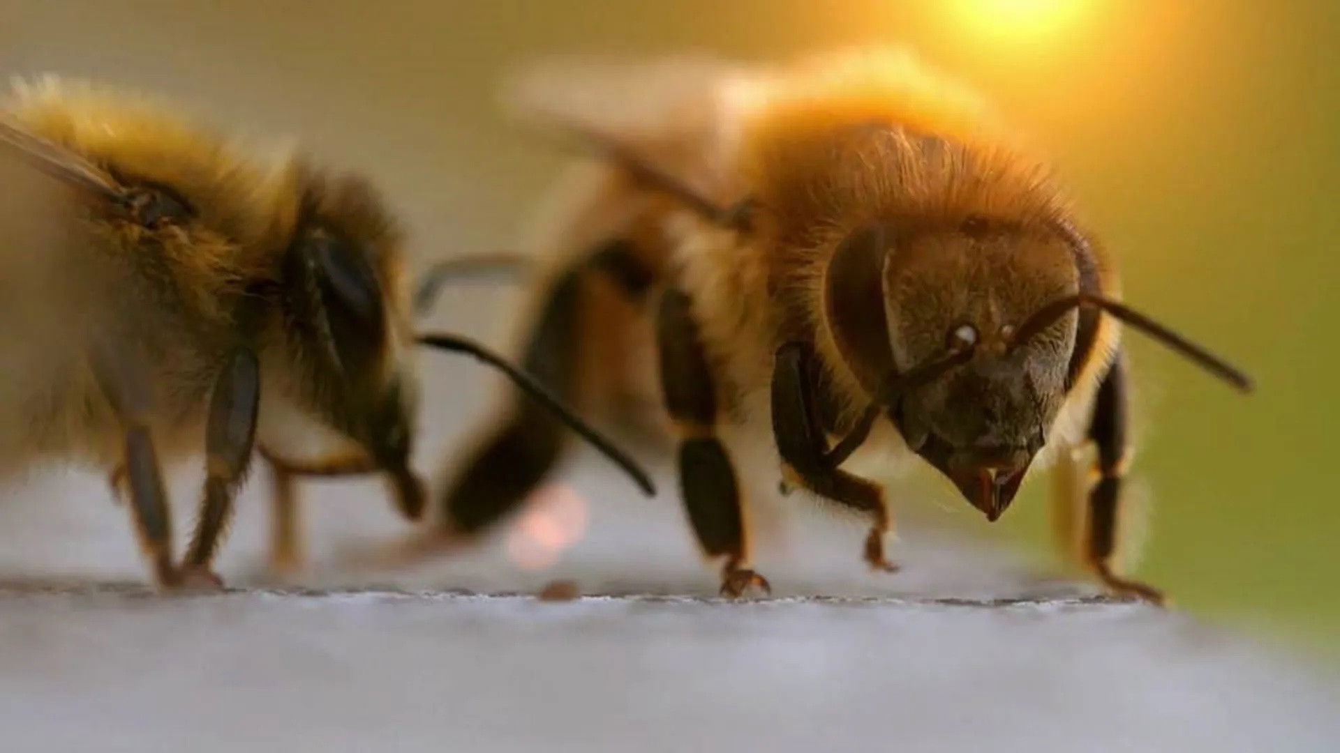 Backdrop for The Bee Whisperers