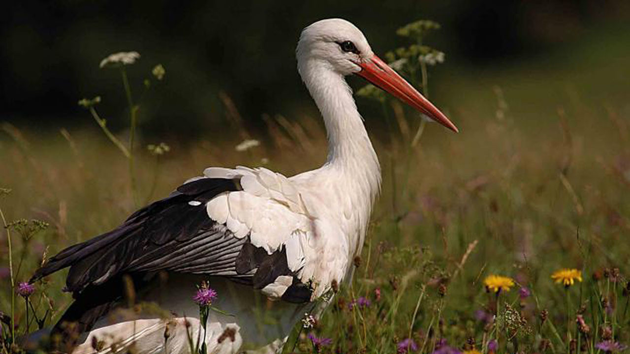 Backdrop for Kornfeld & Wiese