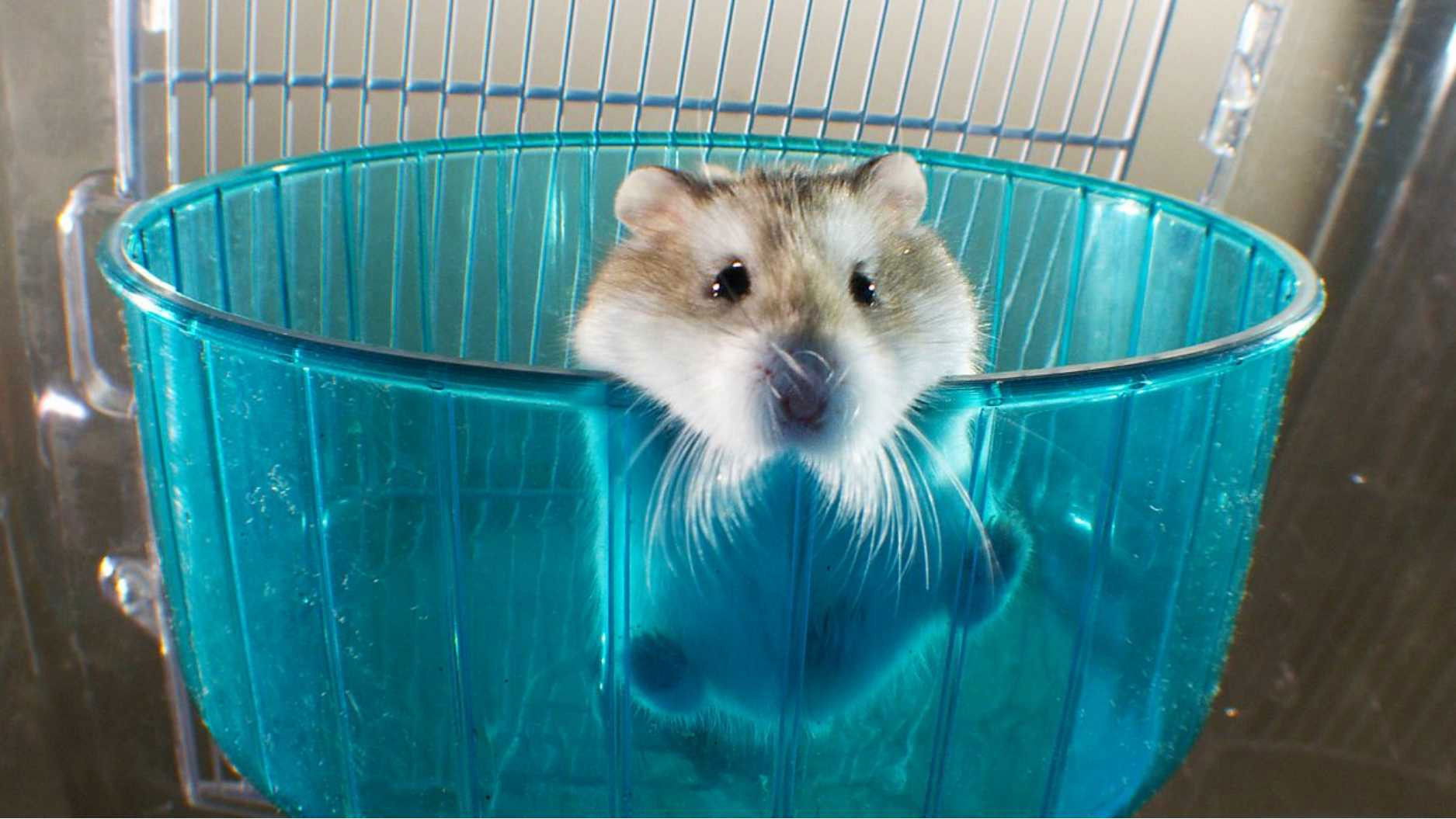 Backdrop for Pets: Wild at Heart