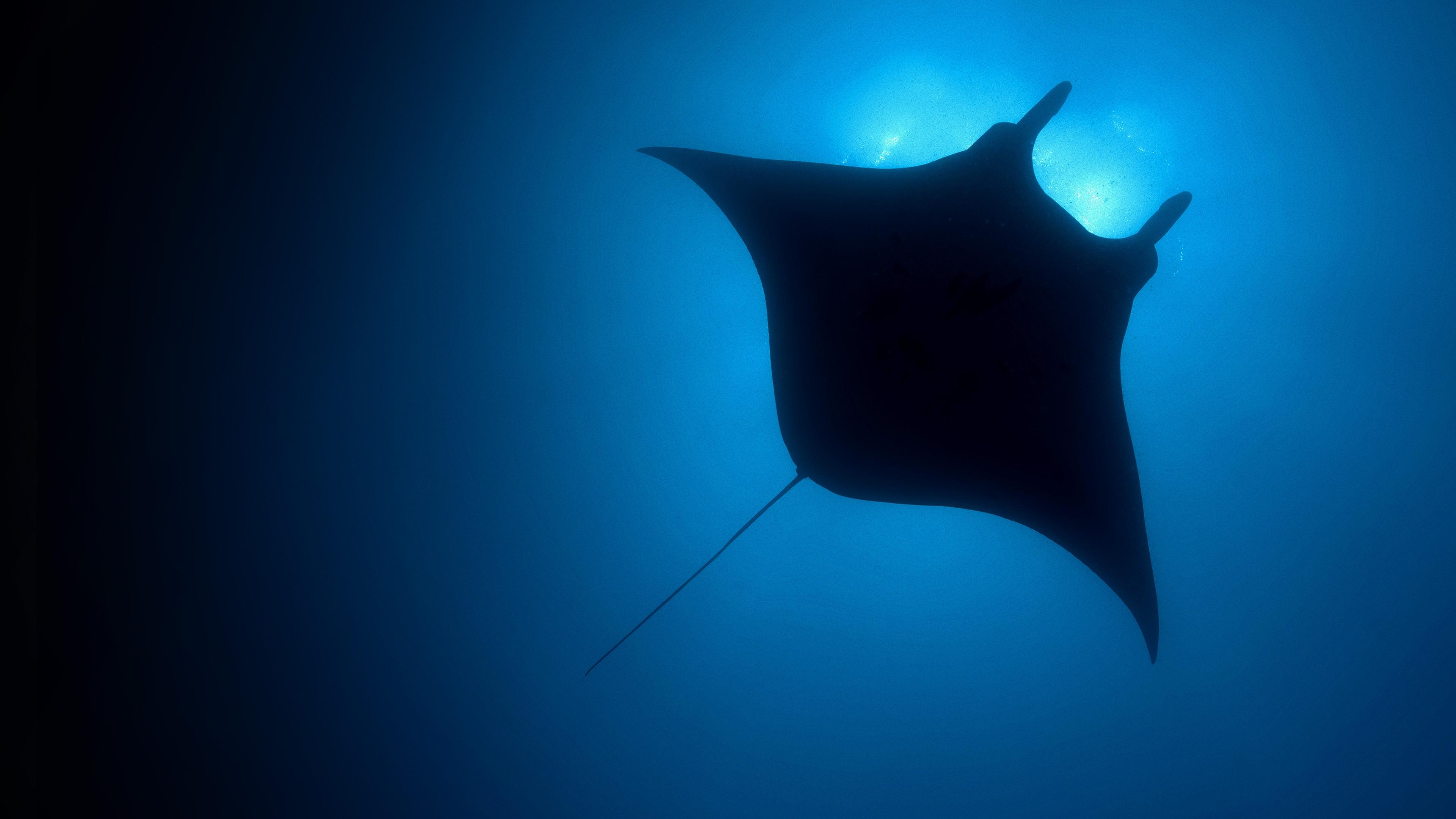 Backdrop for The Blue Planet