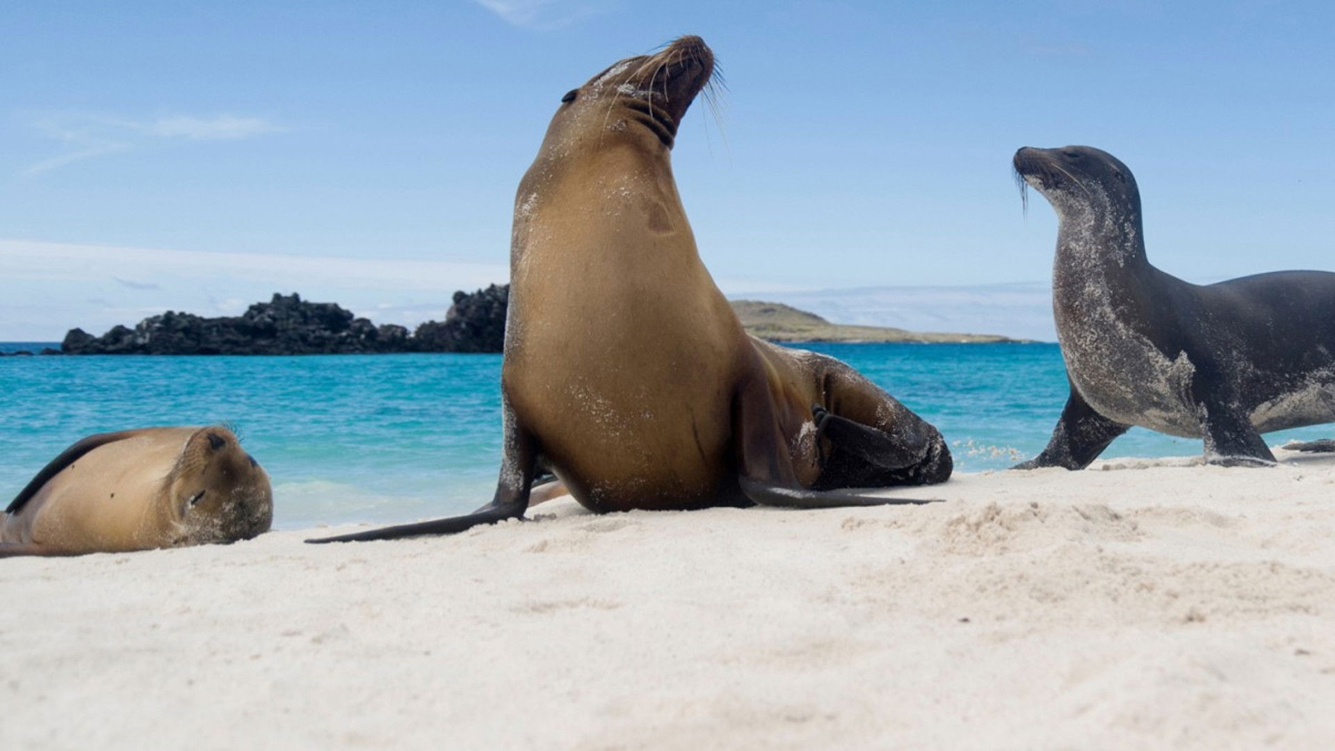 Backdrop for Galapagos