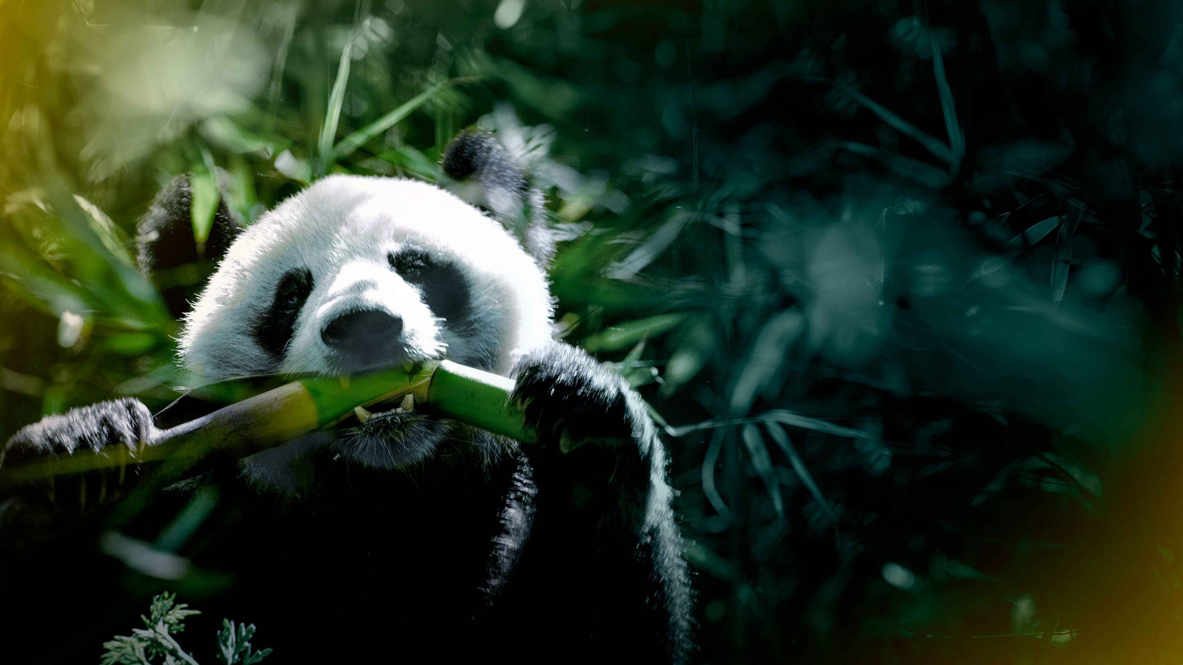 Backdrop for The Hidden Kingdoms of China