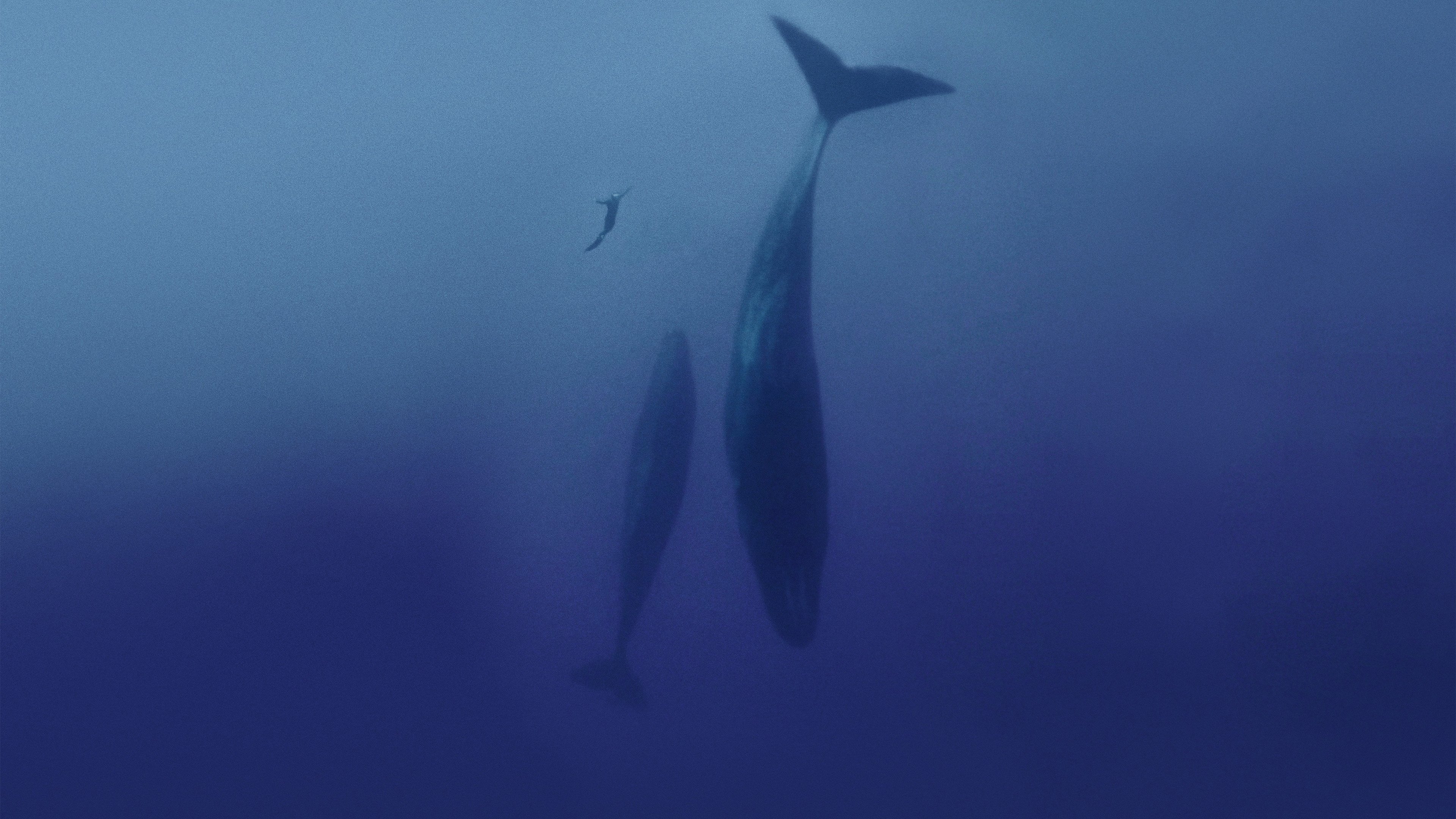 Backdrop for Freediver