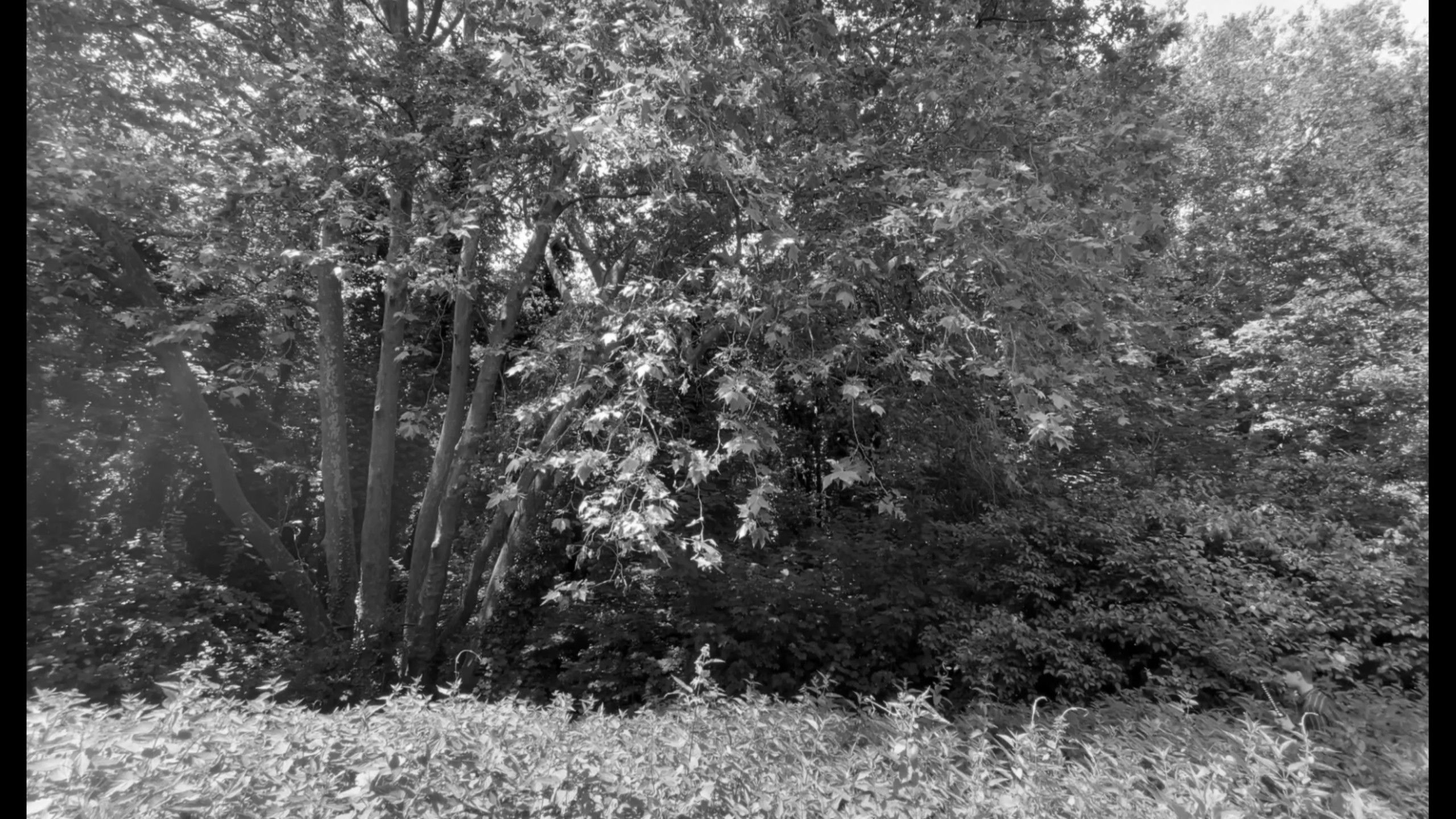 Backdrop for ARGILEUX