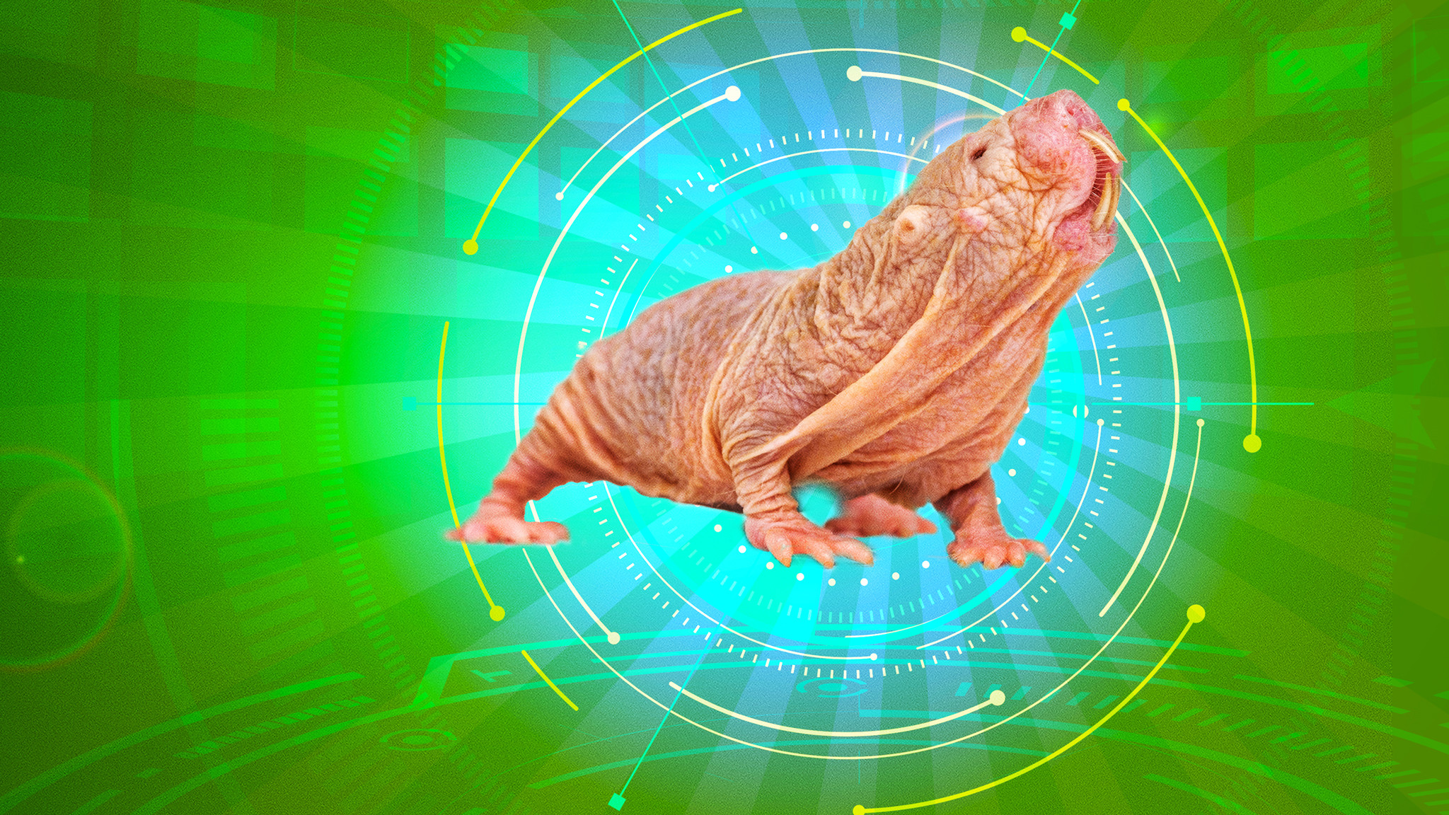 Backdrop for Naked Molerat: Nature’s Weirdest Superhero