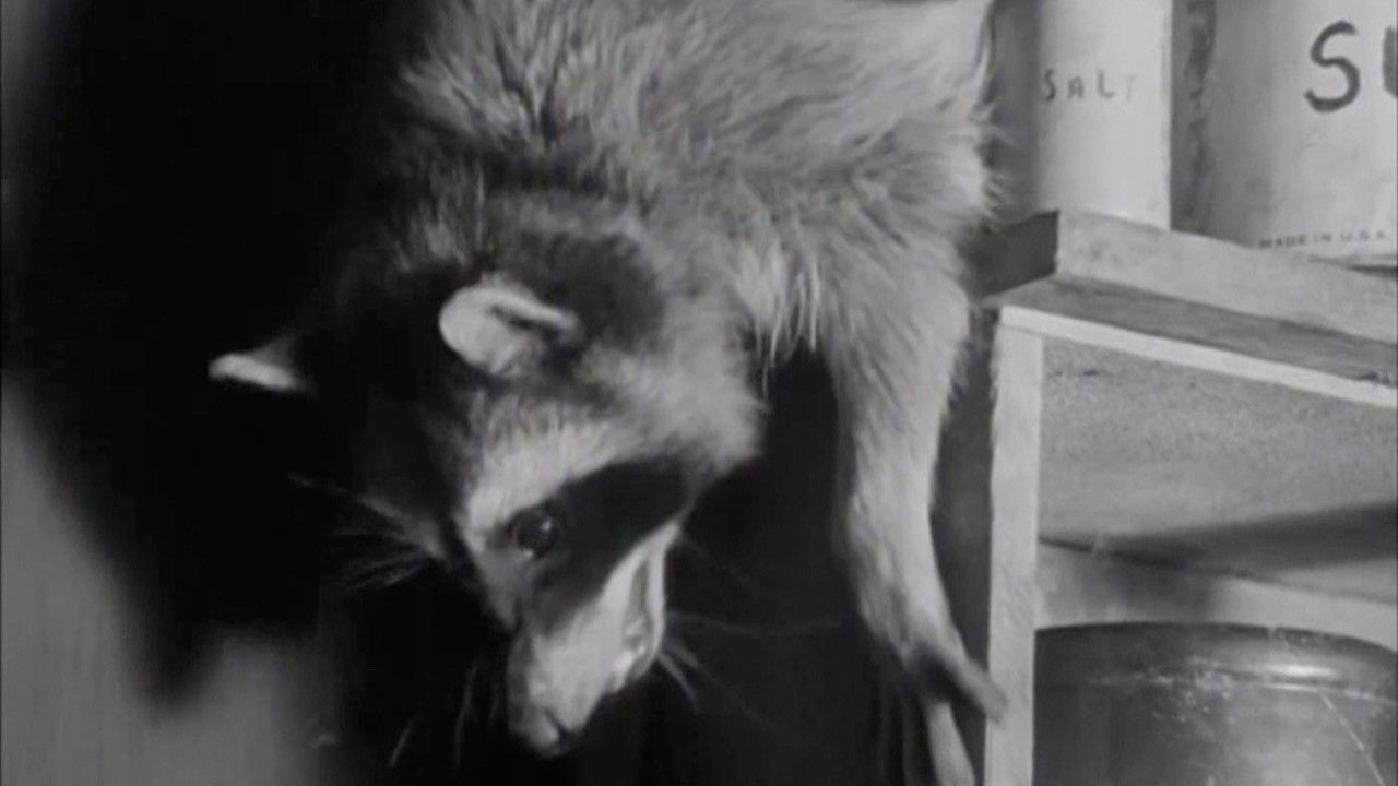 Backdrop for Bar-Rac's Night Out