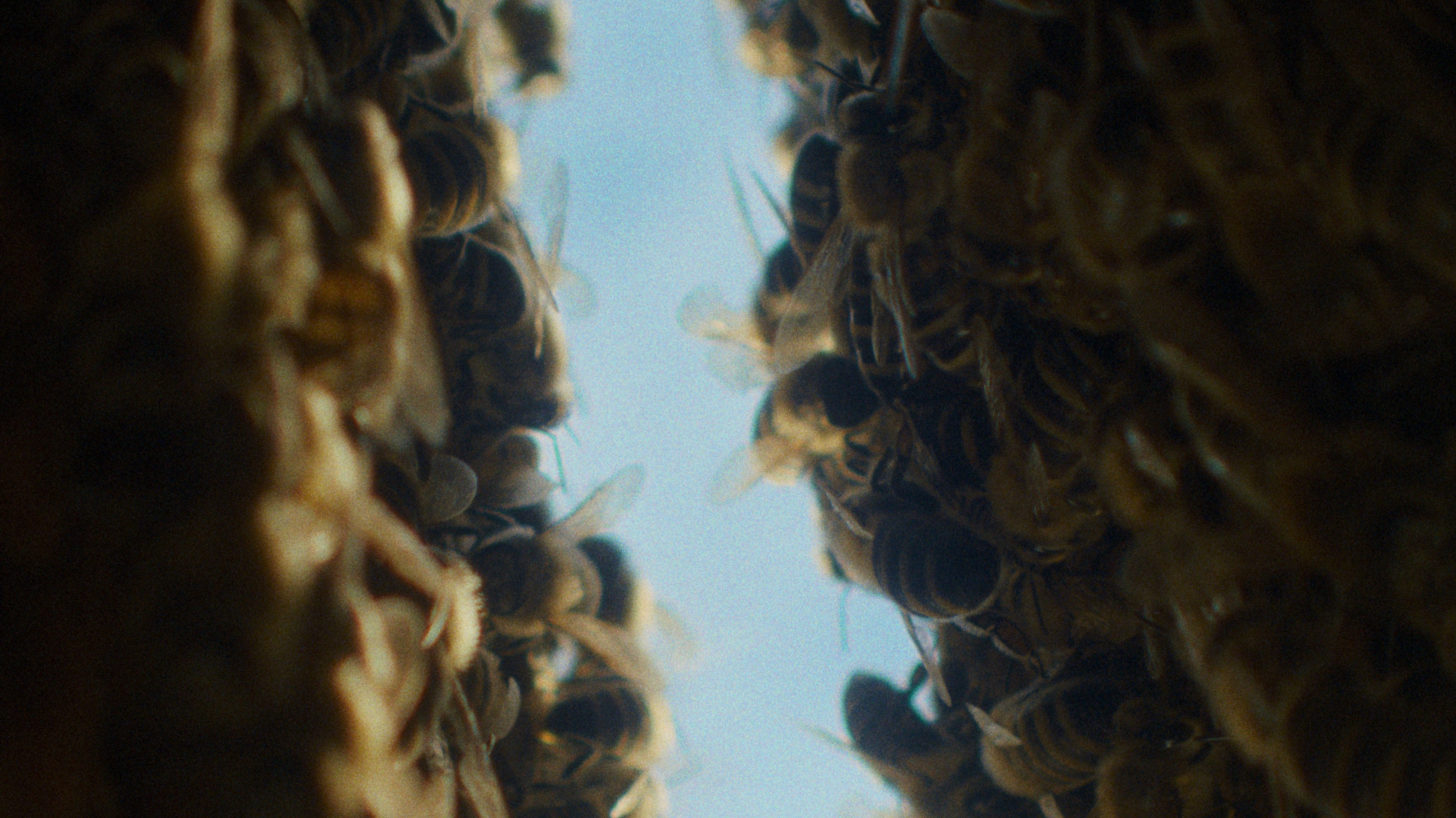 Backdrop for The Quiet Beekeeper