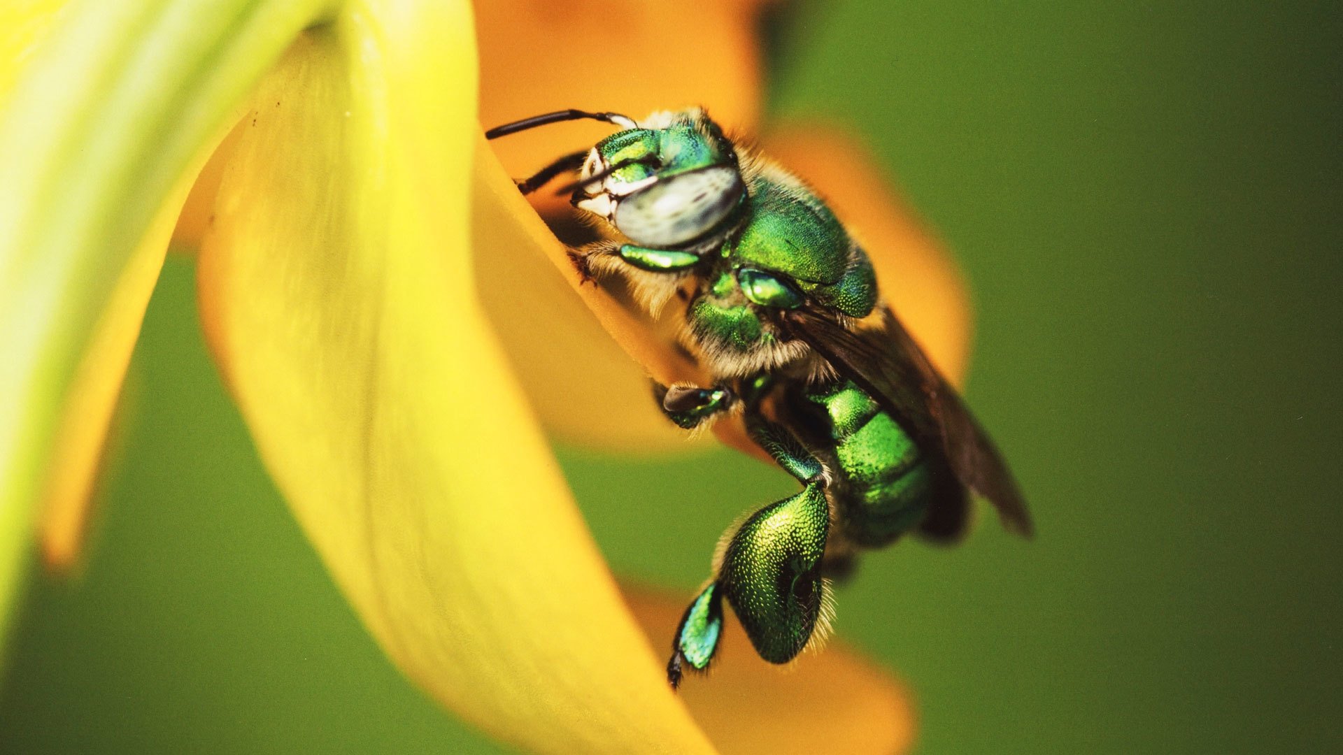 Backdrop for Mexico: Earth's Festival of Life